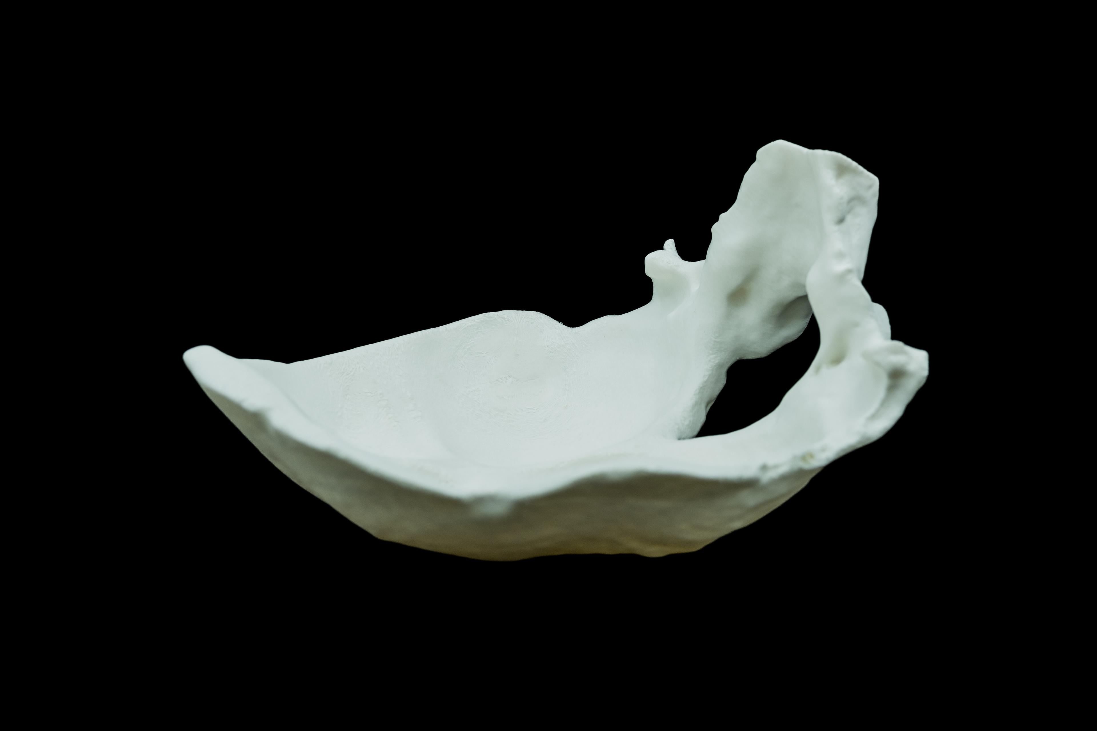 Occipital Bone Bowl 3d model