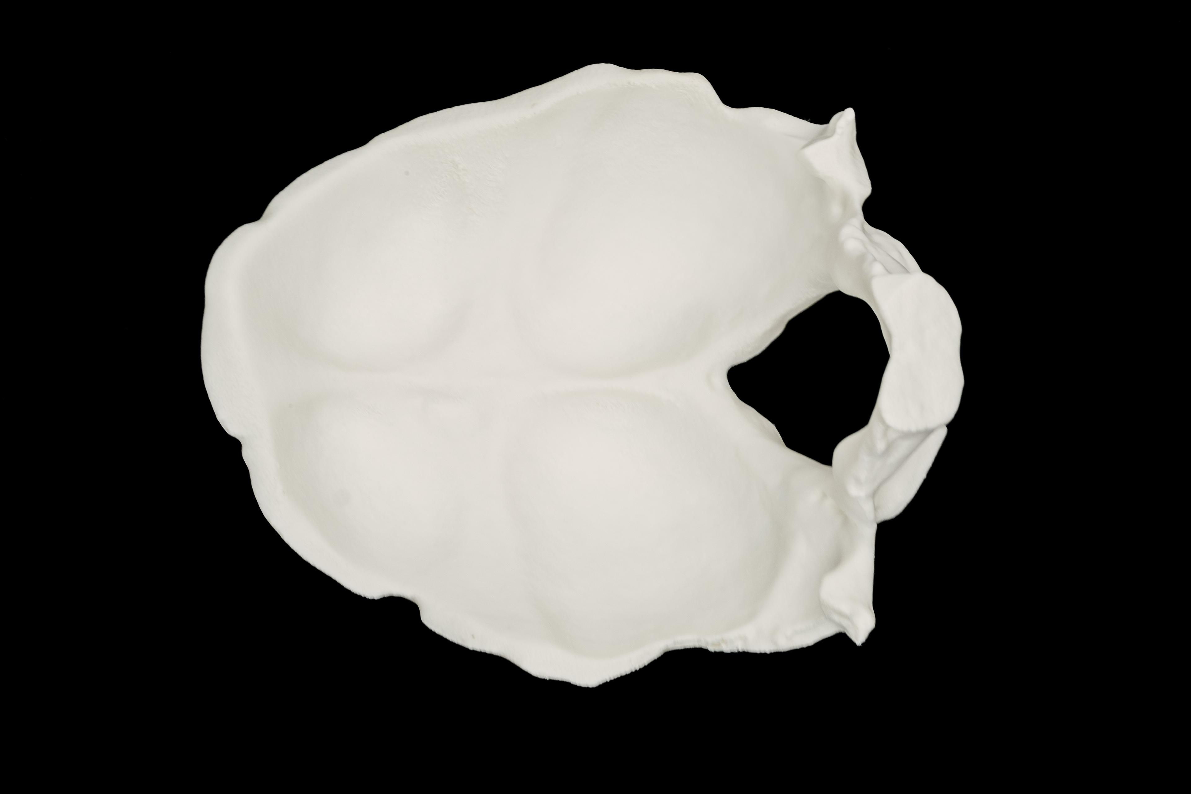 Occipital Bone Bowl *New Release*