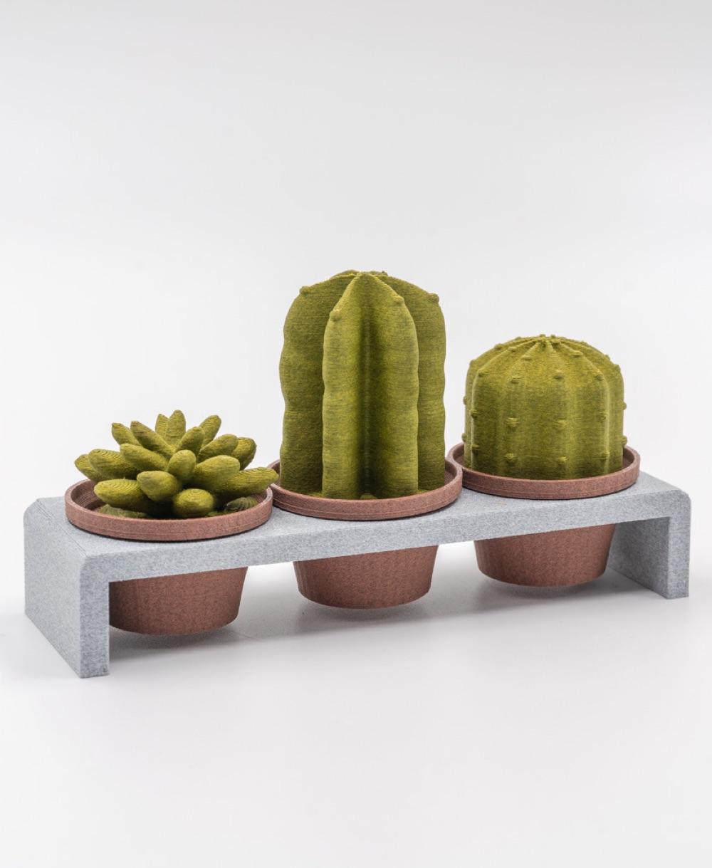 Cacti Decor 3d model