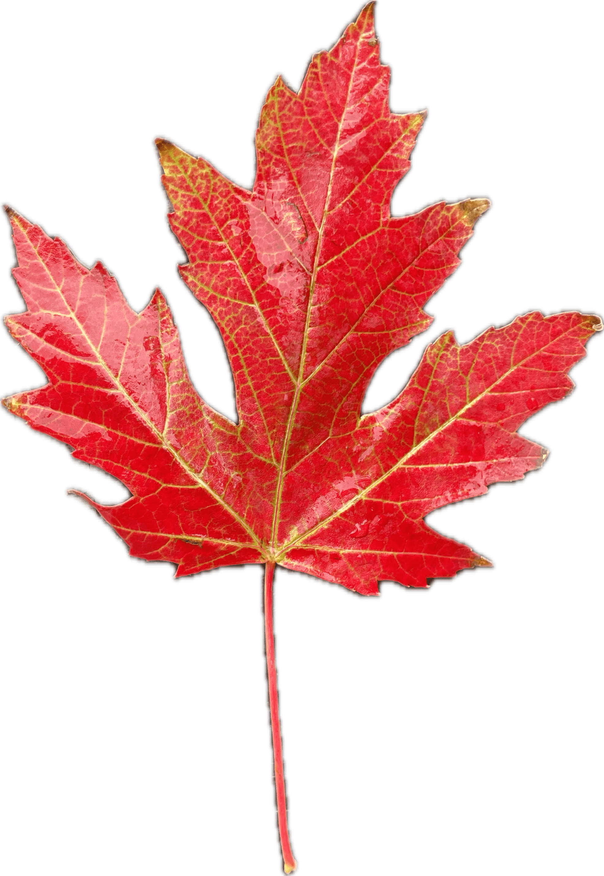 Canadian Maple Leaf - HueForge 3d model