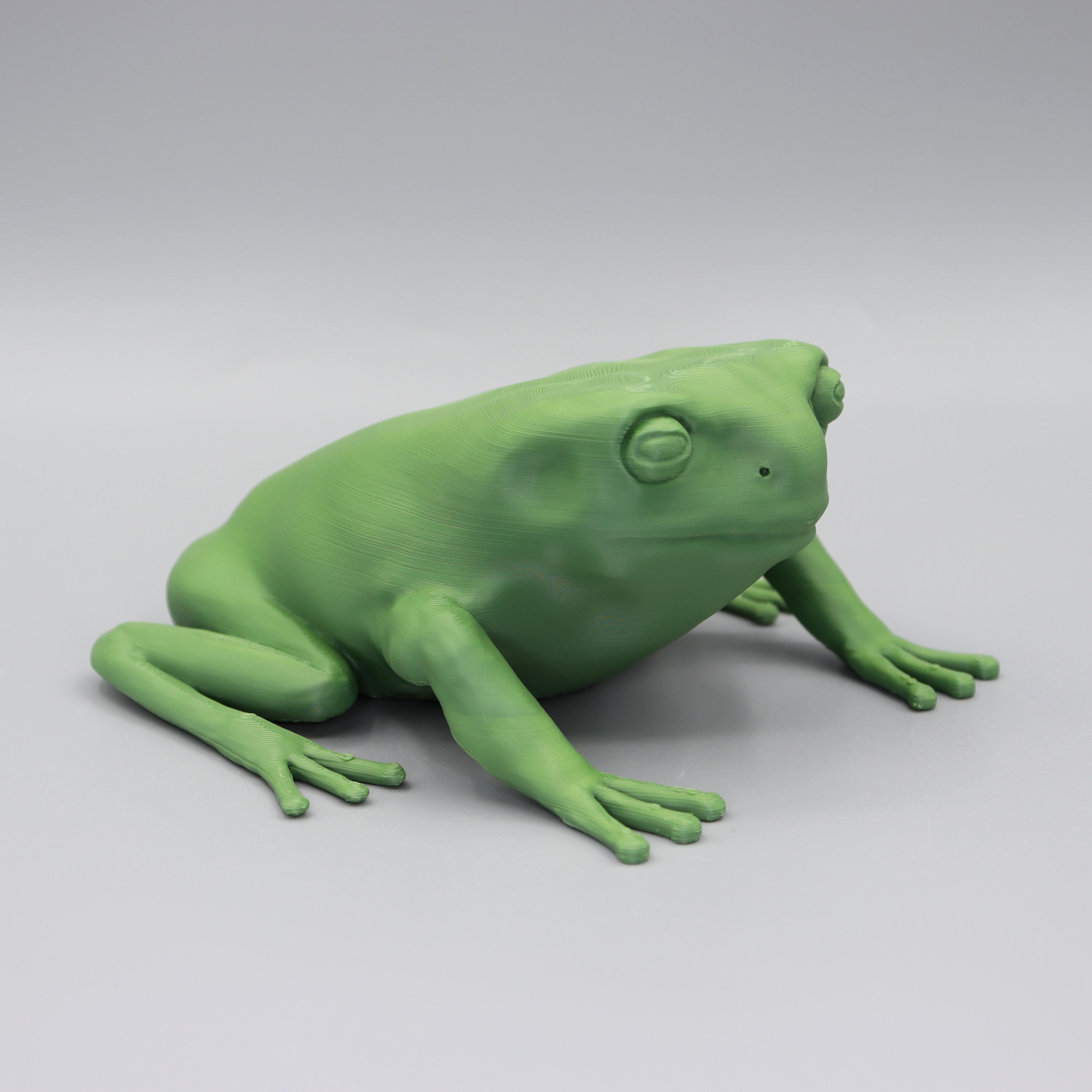 Green tree frog HD 3d model