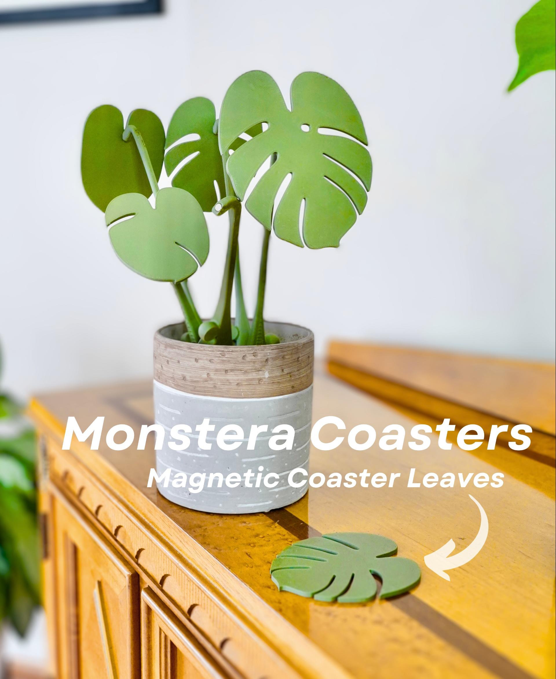Monstera Coaster Set 3d model
