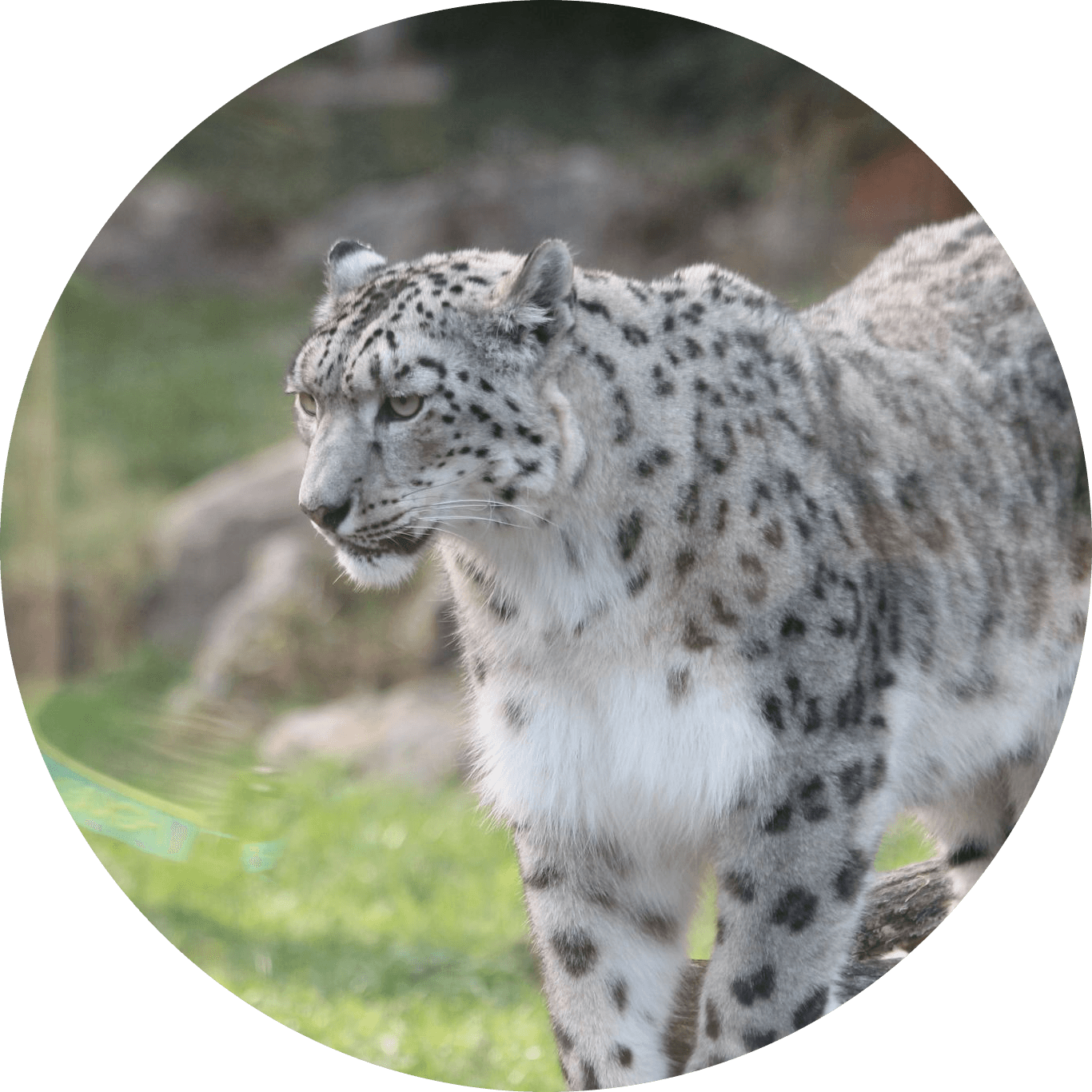 Hueforge - Snow Leopard.stl 3d model