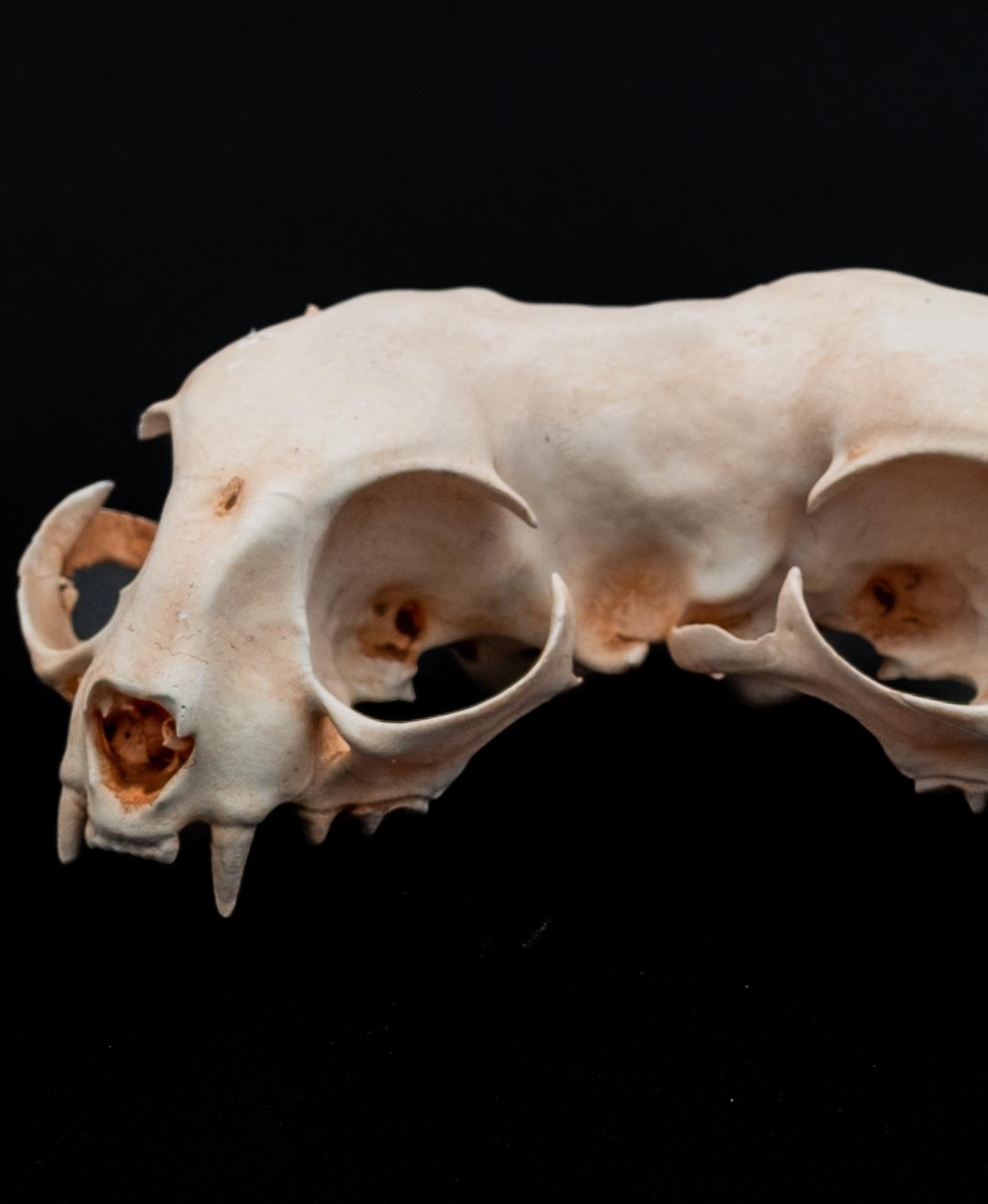 Conjoined Domestic Cat Skull 3d model