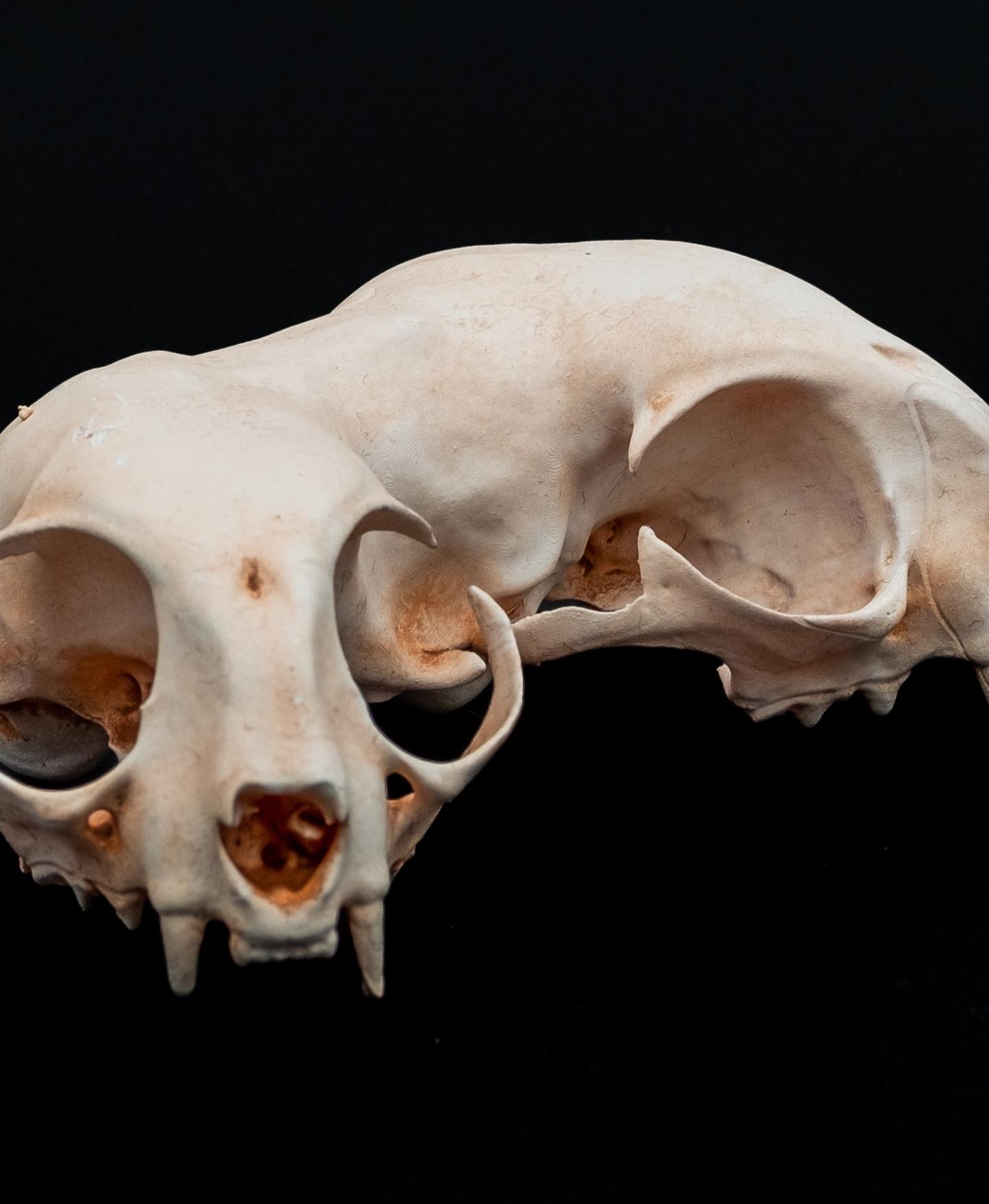 Conjoined Domestic Cat Skull 3d model
