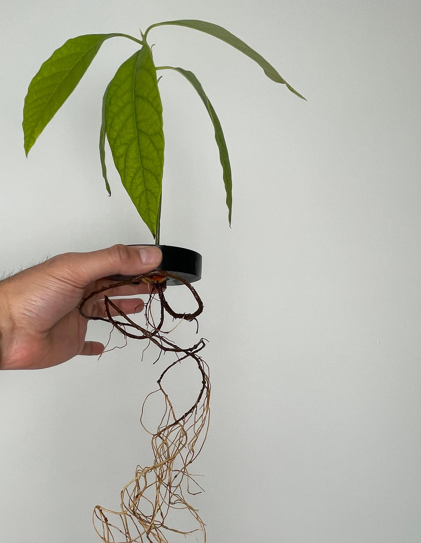 Grow Avocado Seed  3d model