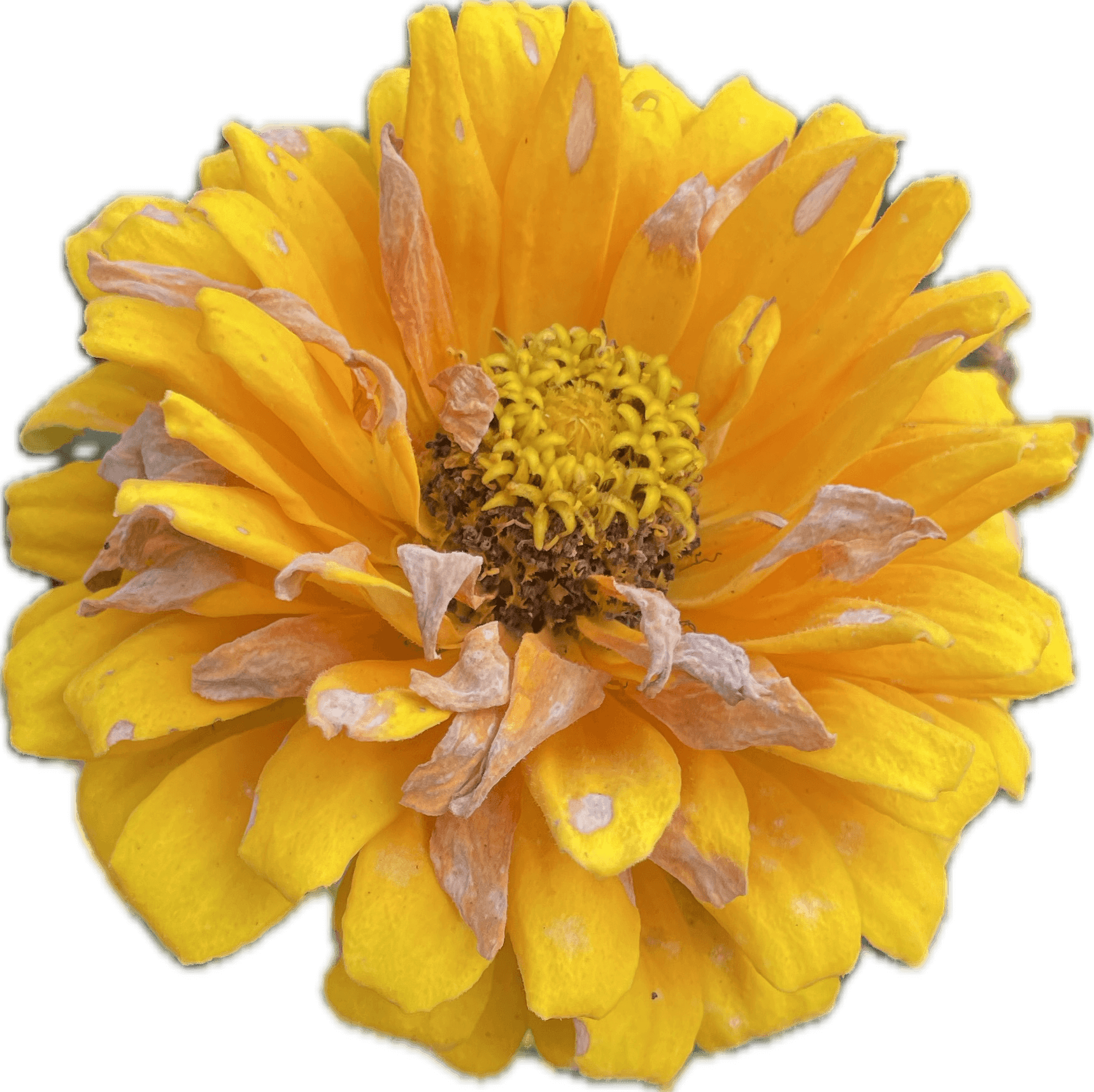 Yellow Zinnia Hueforge Flower 3d model