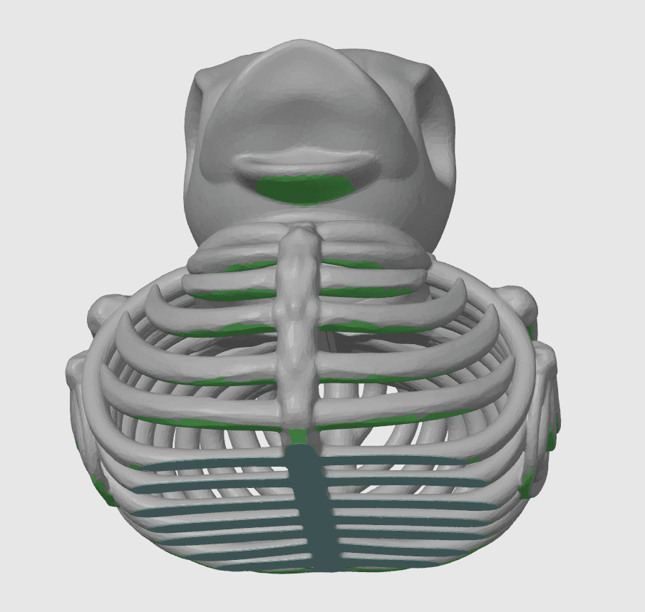 Skeleton Rubber Duck 3d model