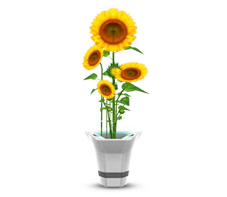 Potted Sunflowers 3d model