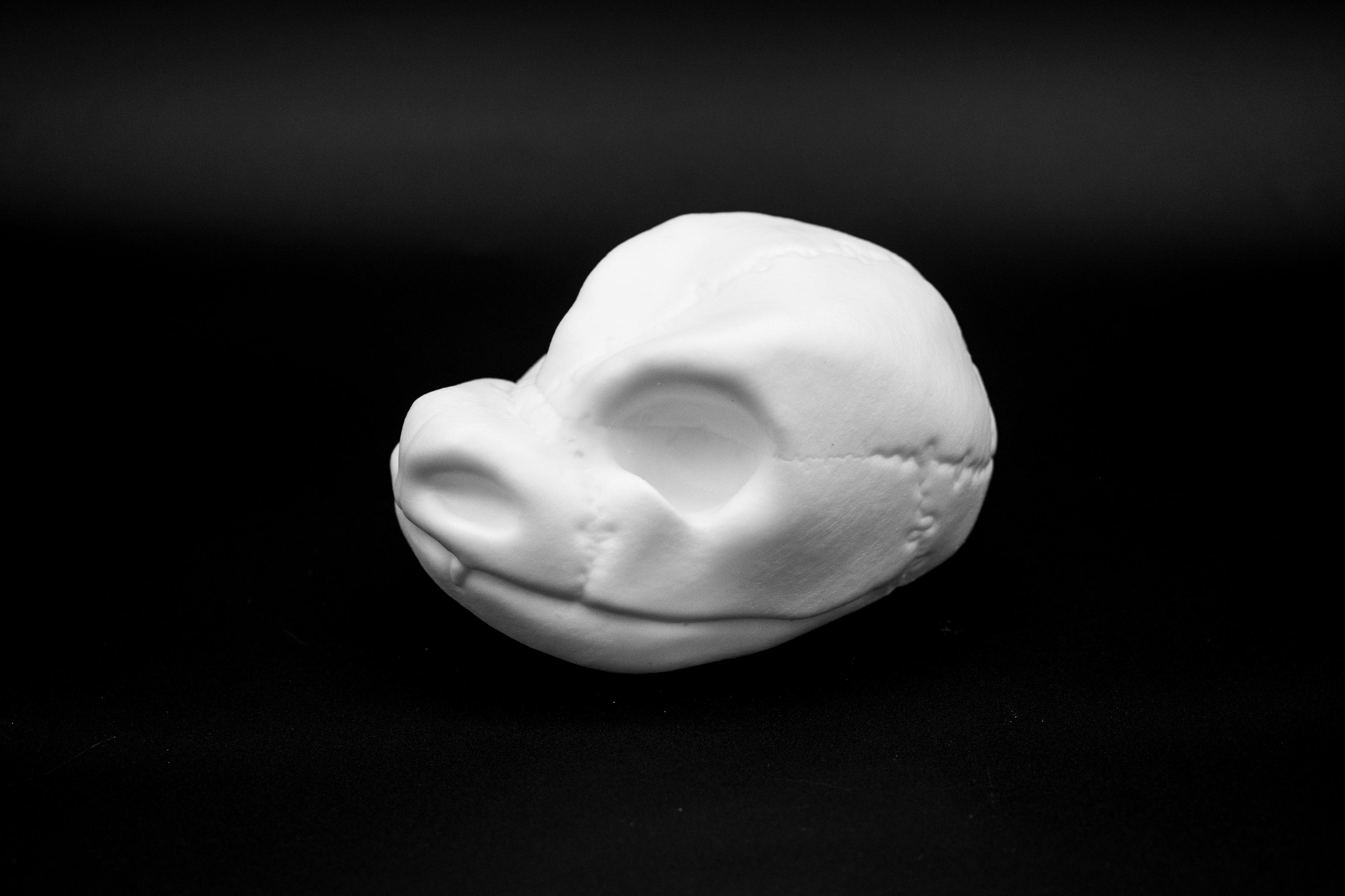 Blastoise Skull (Pre Supported) 3d model