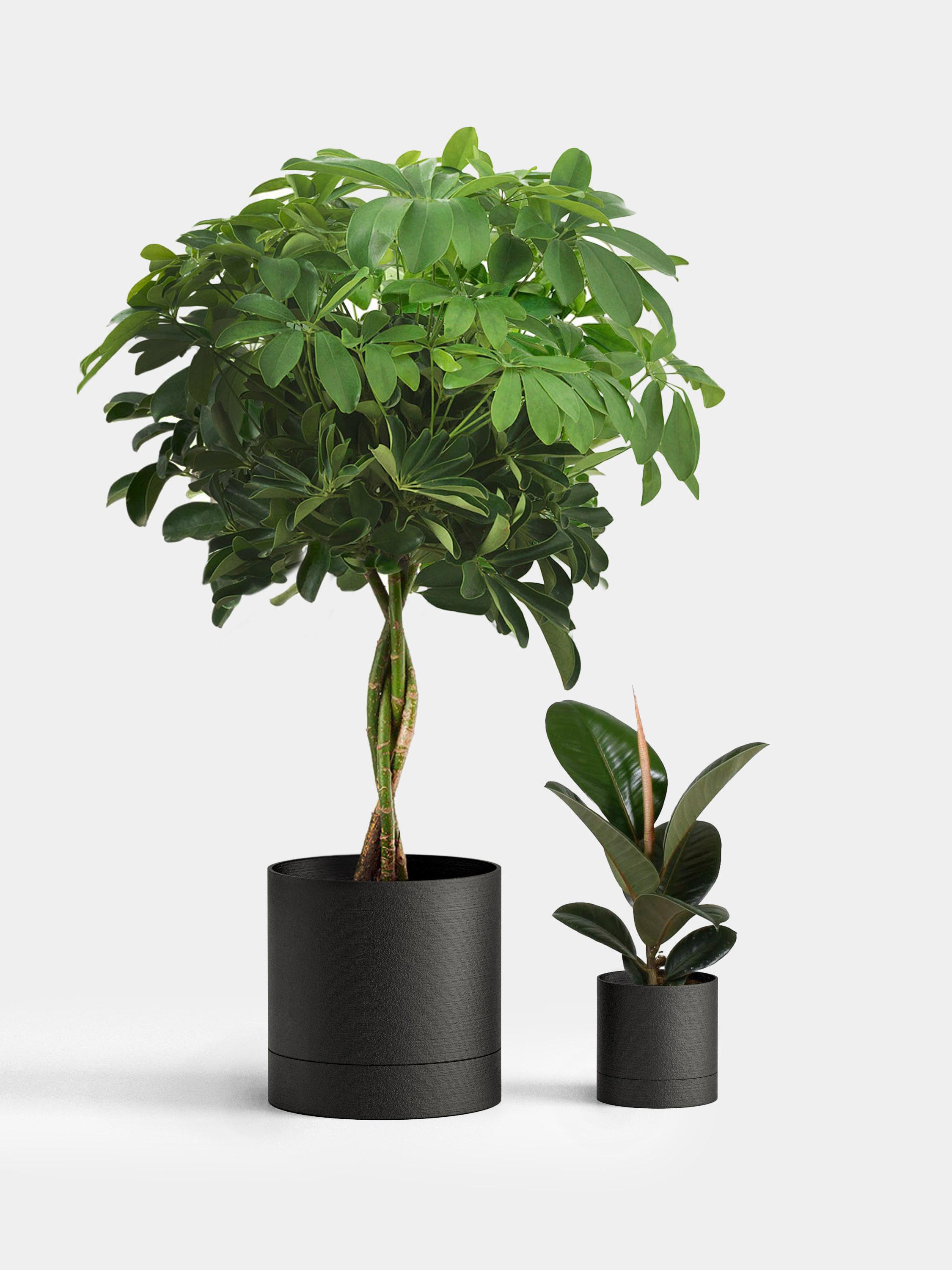 Plant Something 3d model