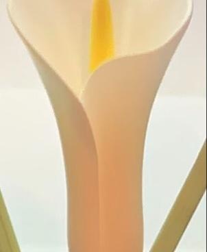 Calla Lily Flower (Vase Mode) 3d model