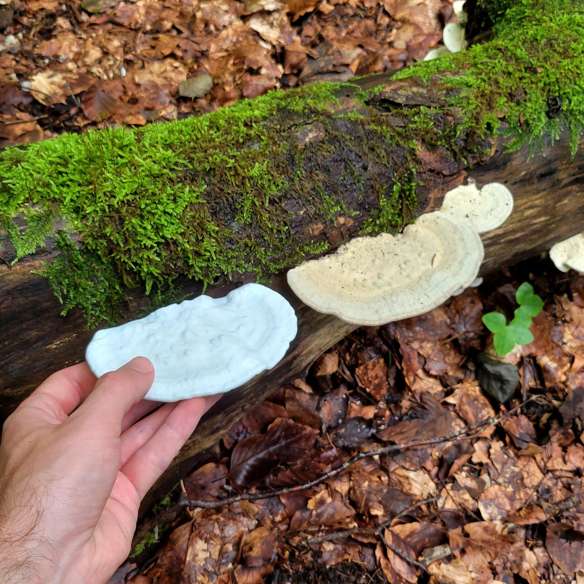 Mushroom shelf “Trametes Pubescens” 3d model