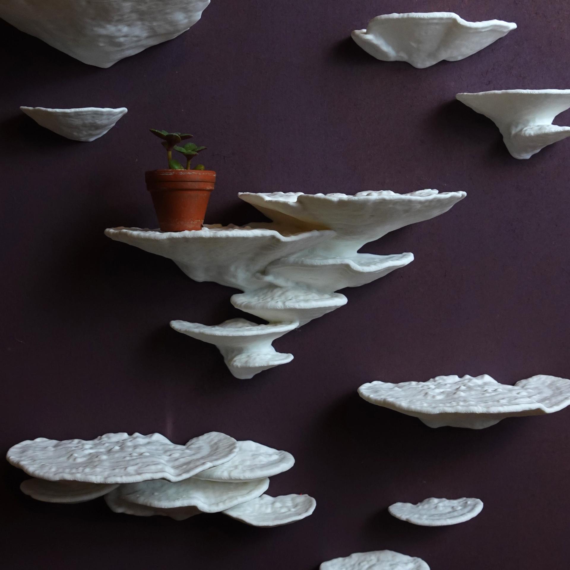 Mushroom shelf “Trametes Pubescens” 3d model