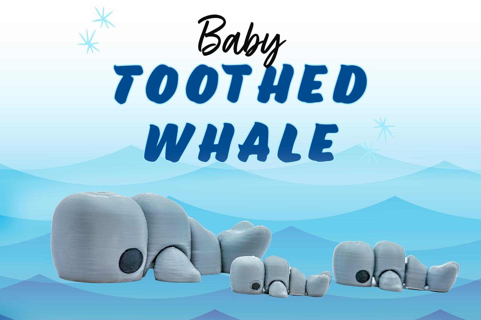 M3D - Baby Toothed Whale 3d model
