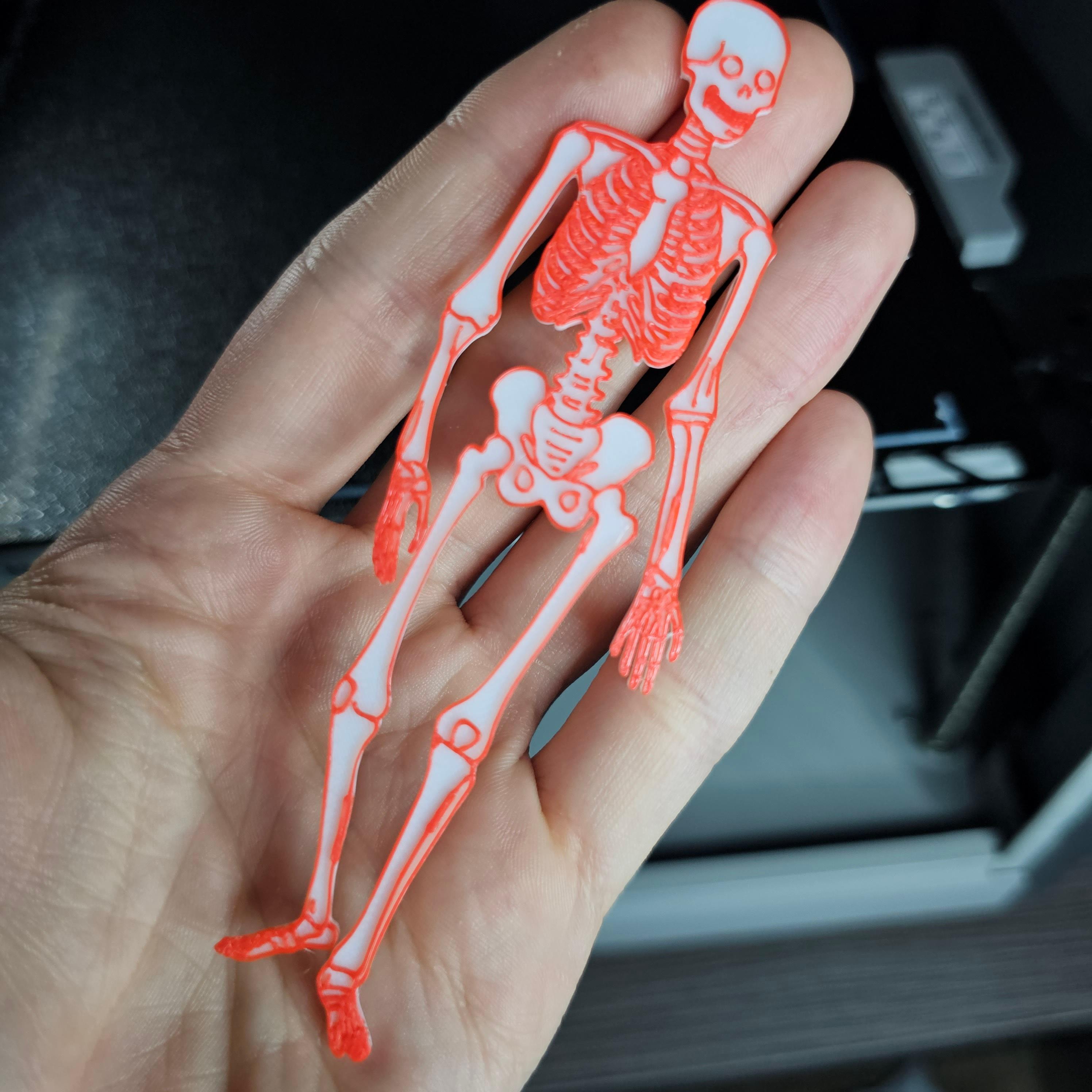 Skeleton 3d model