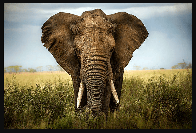 Hueforge - African Elephant.stl 3d model