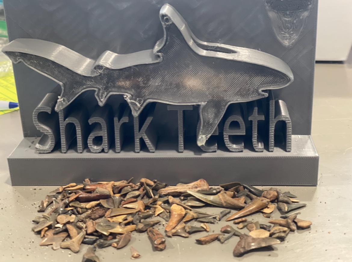 Shark Tooth Collection Box  3d model