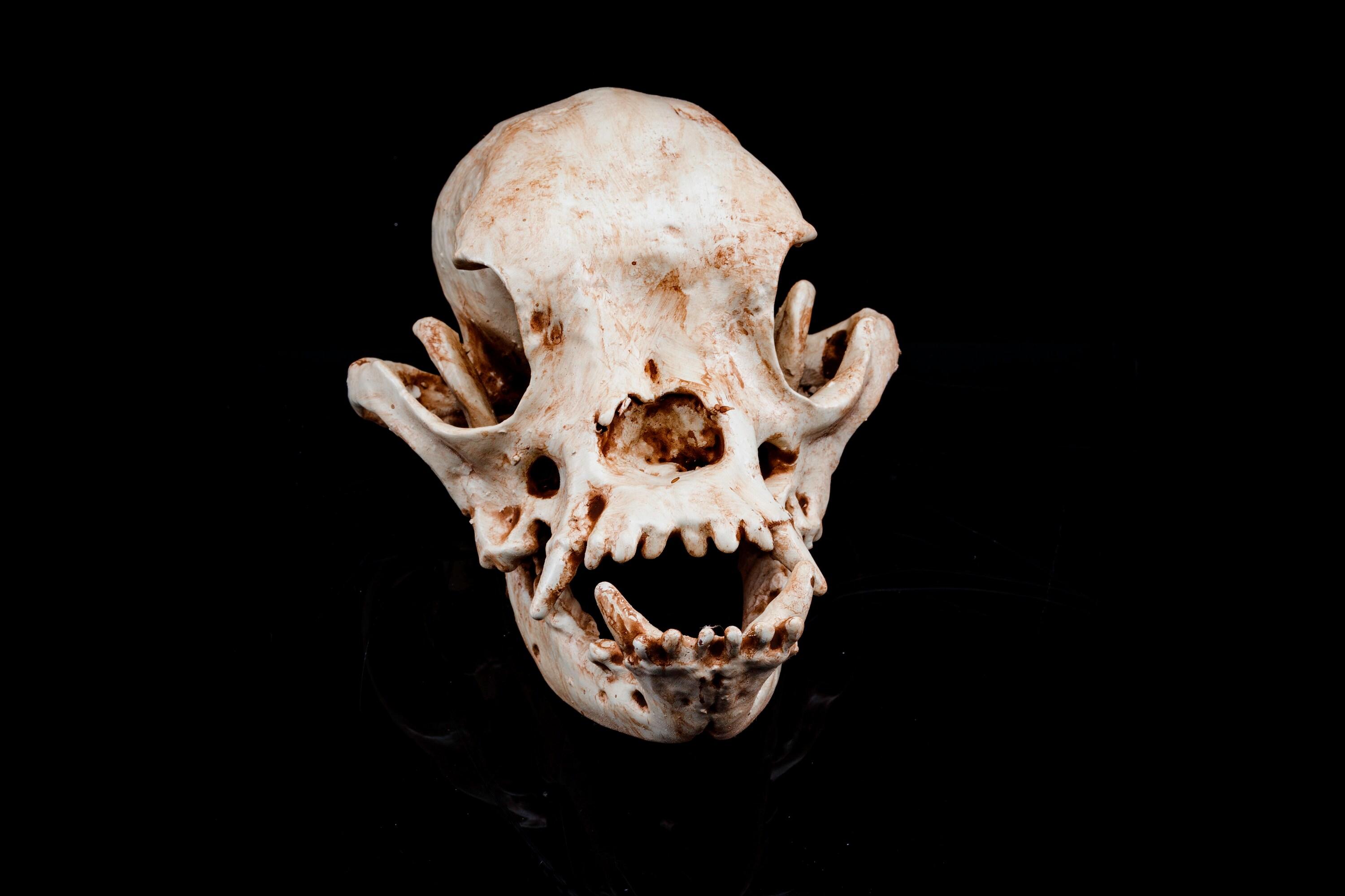 Bulldog Skull (Pre Supported) FREE FOR LIMITED TIME 3d model