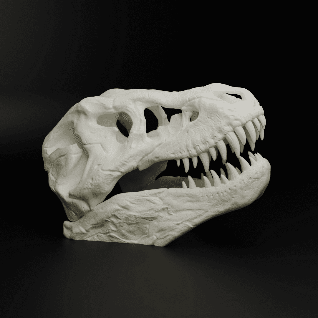 T-Rex Skull 3d model