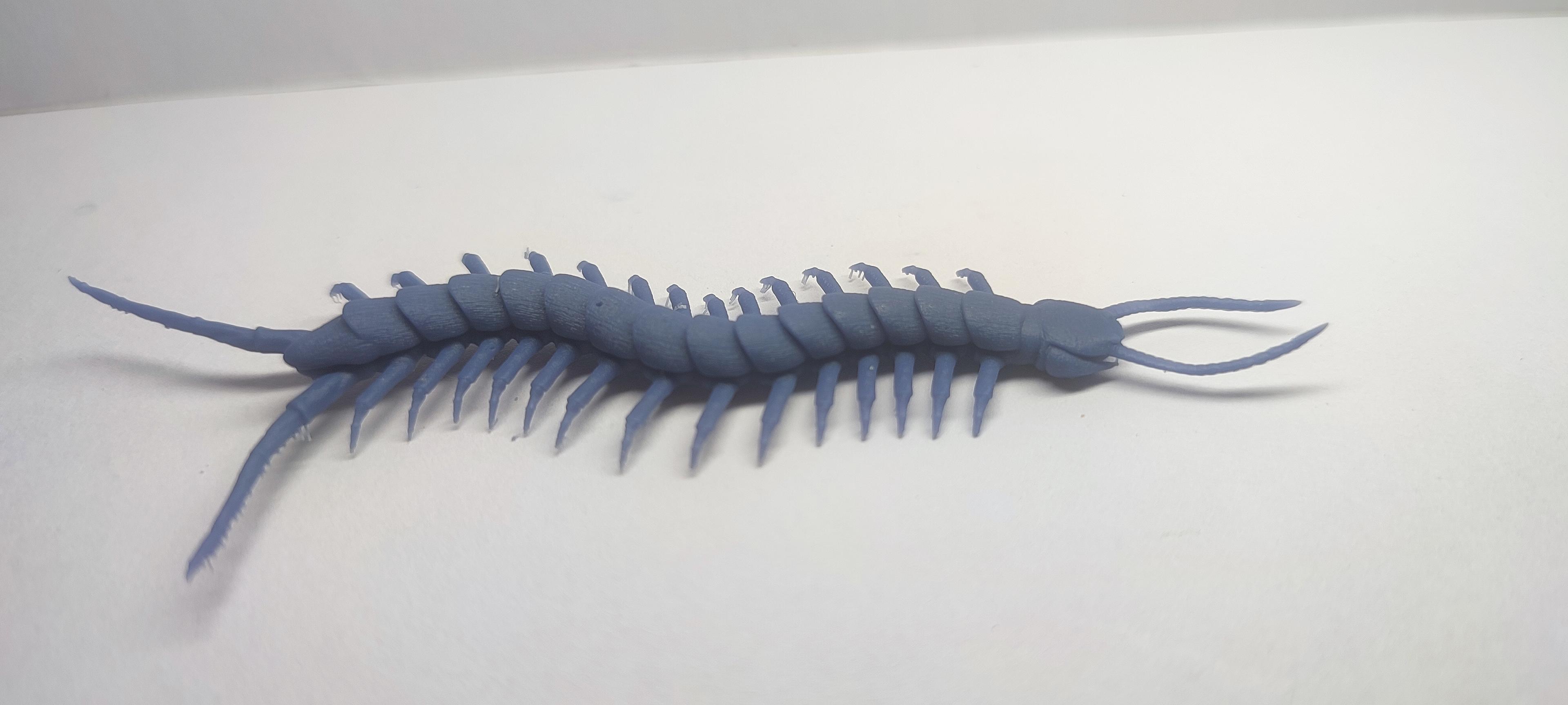 Giant Whiptail Centipede 3d model