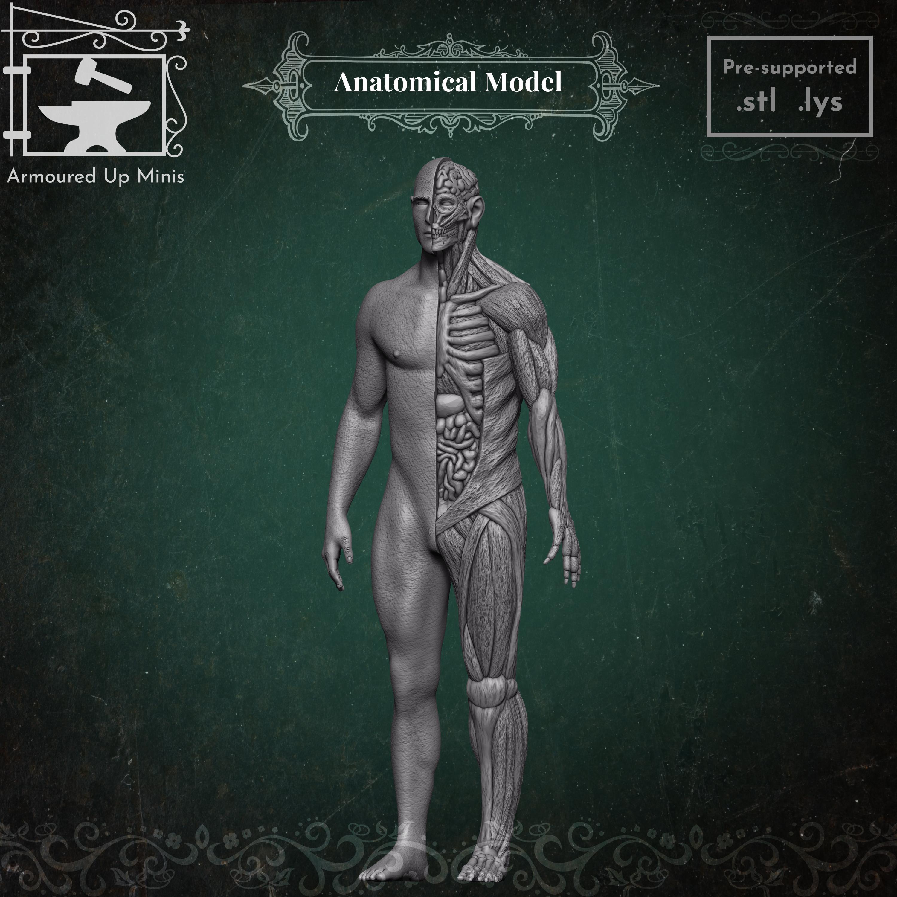 Anatomical Model 3d model