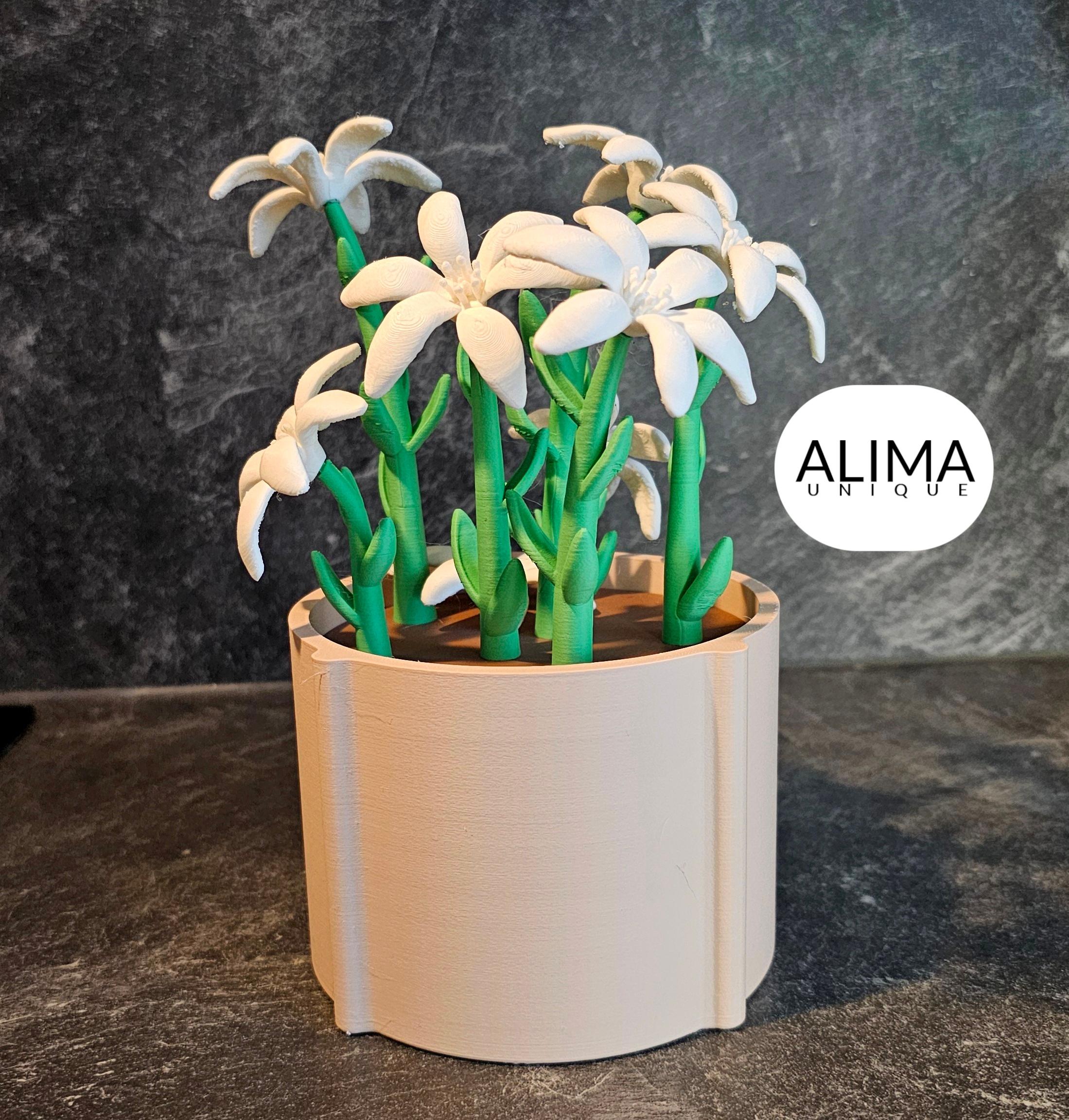 Charming lily plant for the office or home 3d model