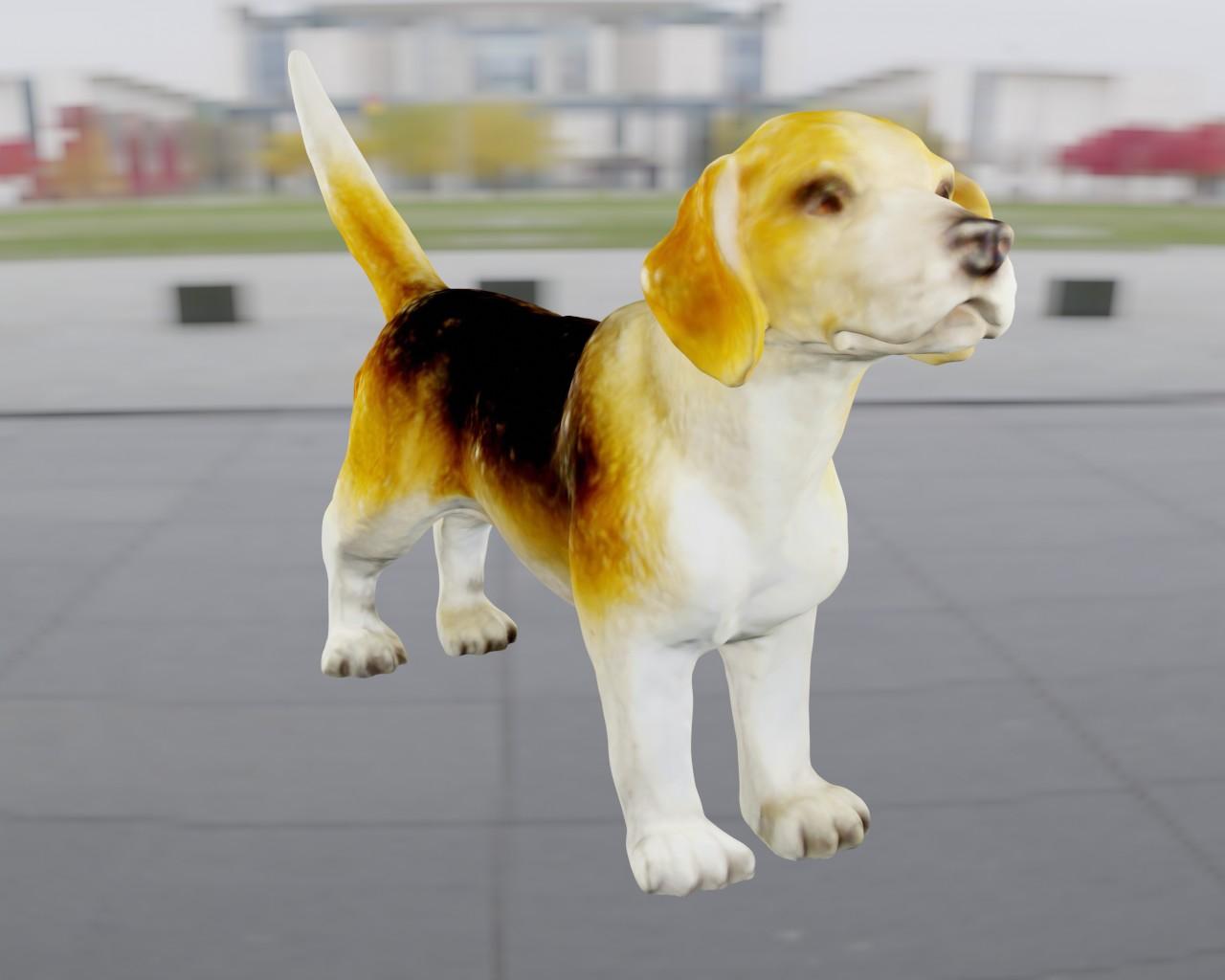 Beagle 3d model
