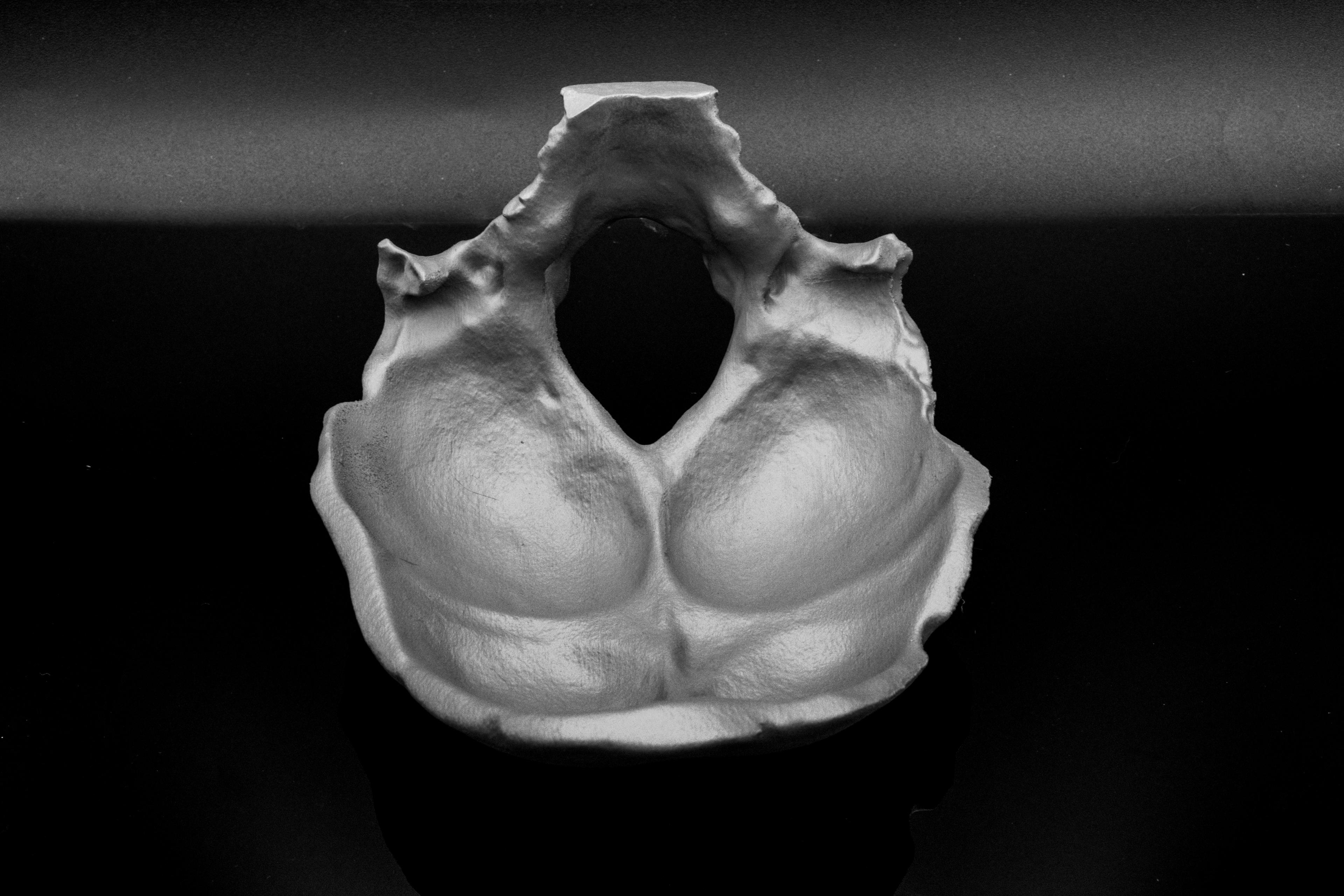 Occipital Bone Bowl 3d model