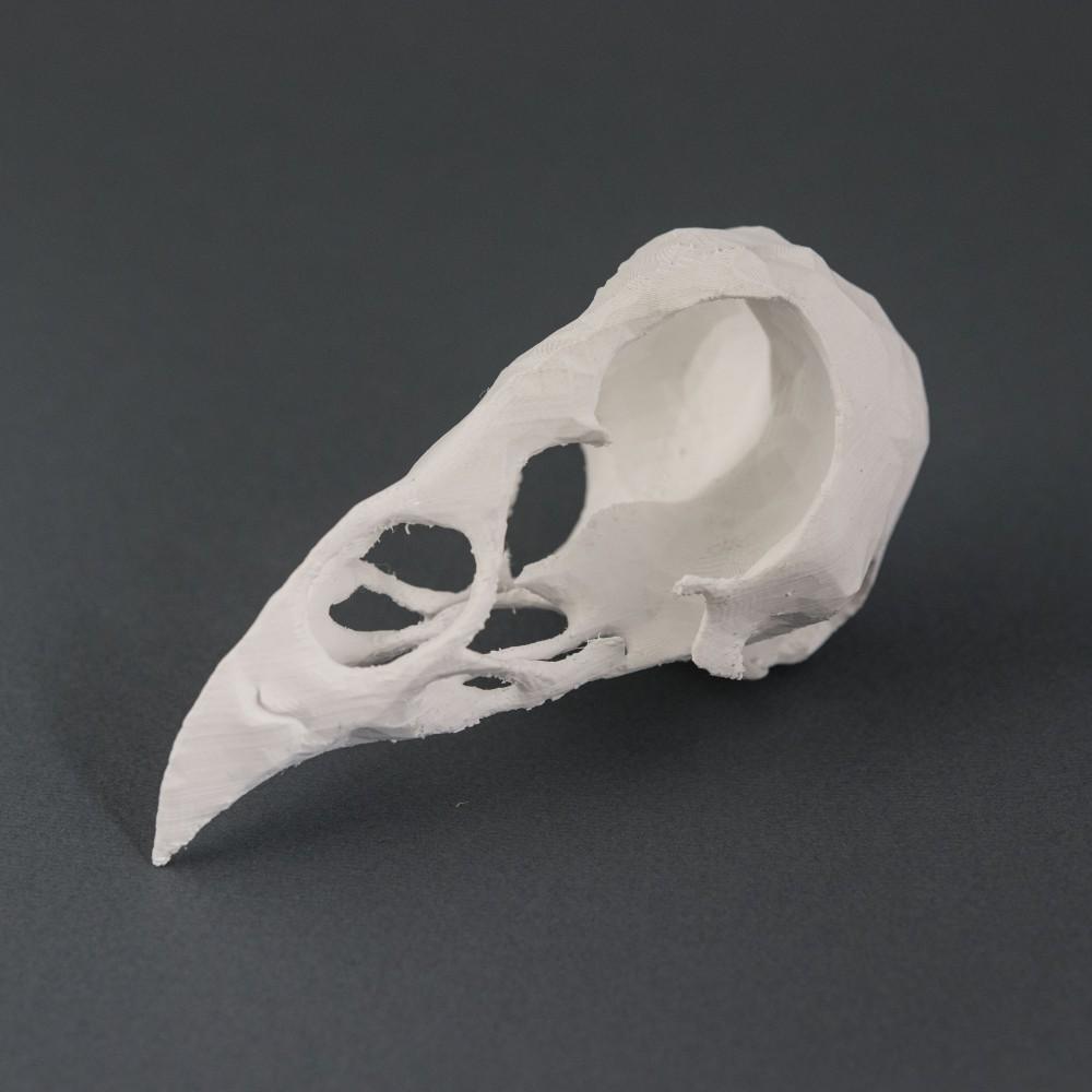 Bird Skull 3d model