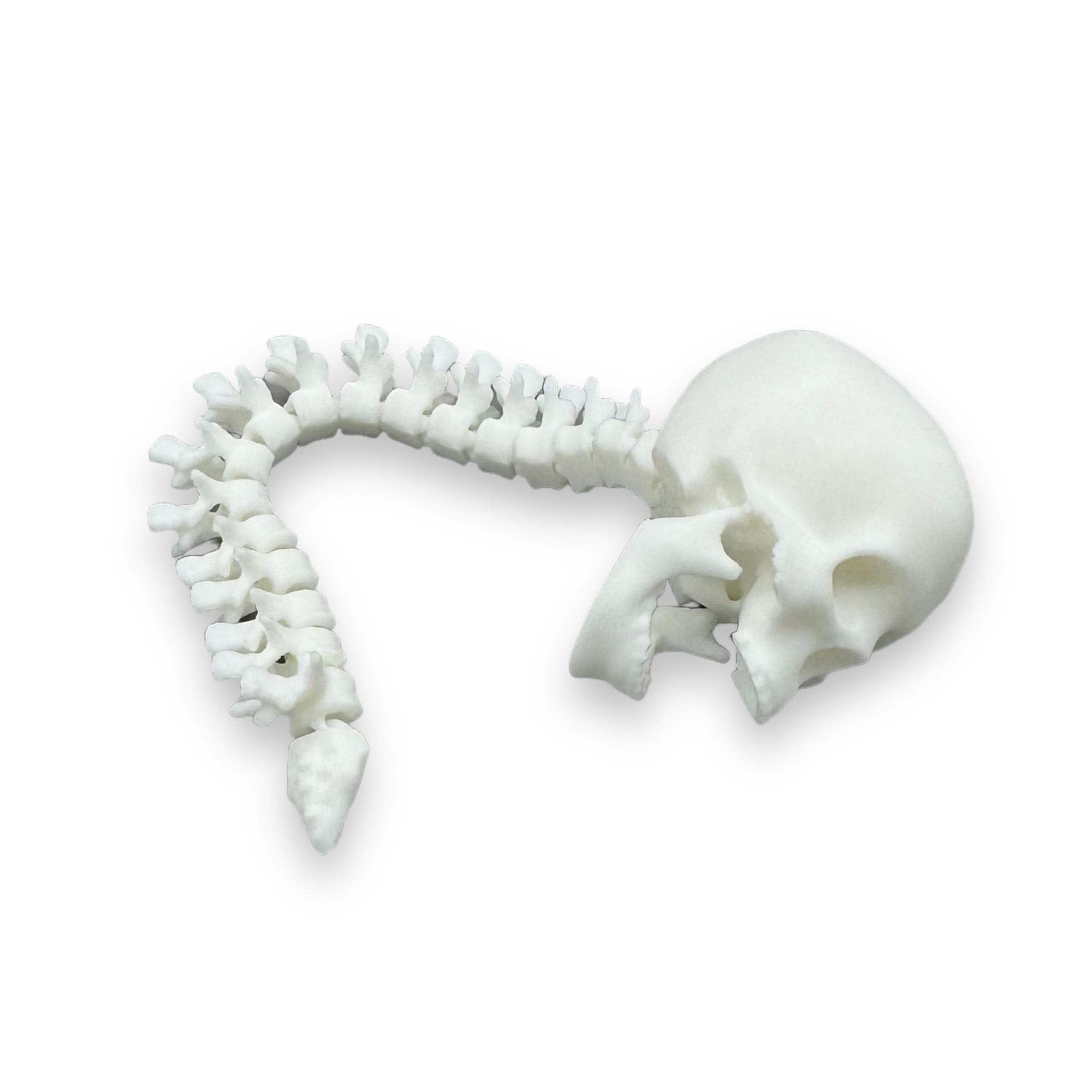 Articulating Skull and Spine Flexy Jaws moves  3d model