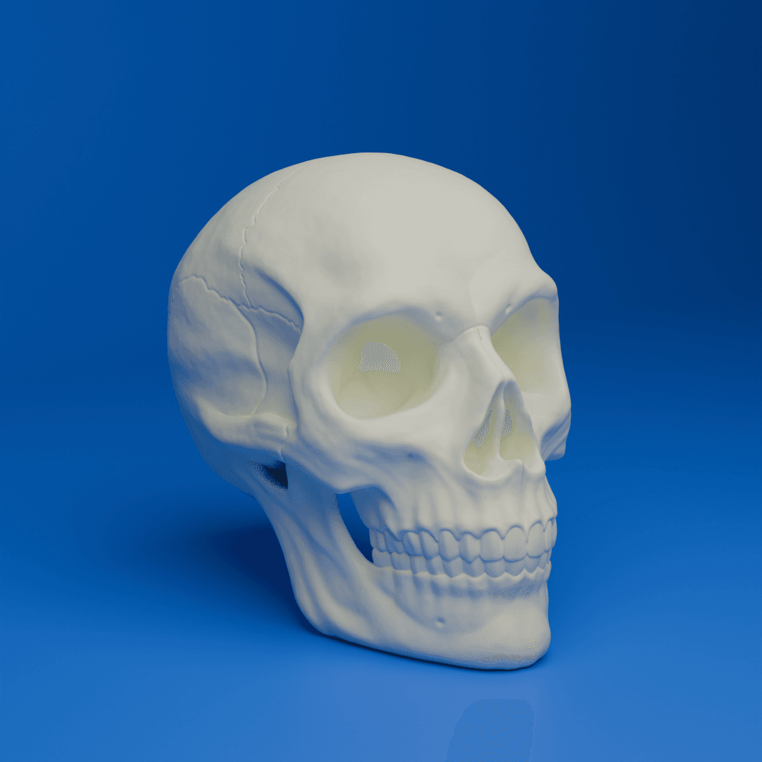 Human Skull 3d model