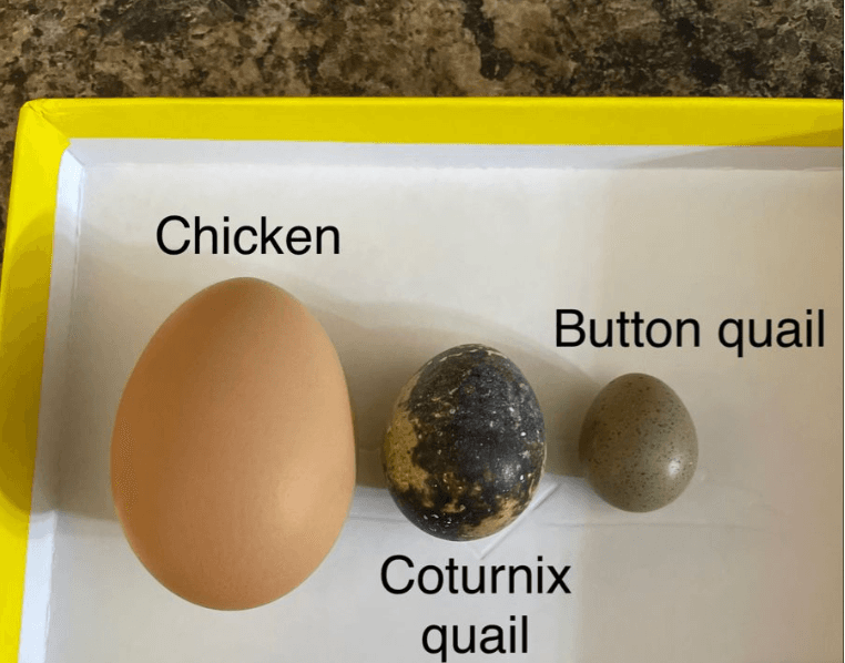 Button Quail Egg Tray | 43 eggs 3d model