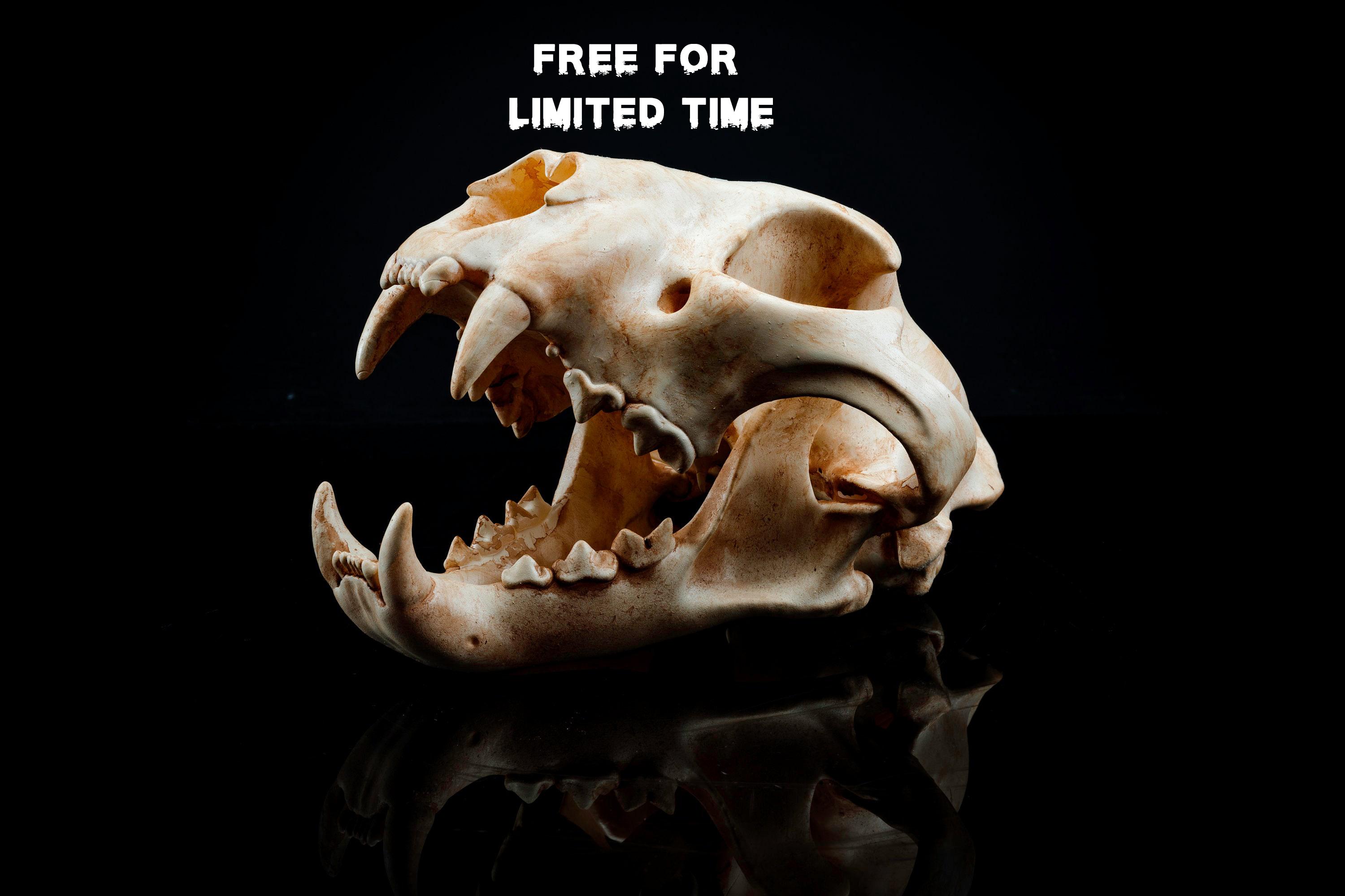 FREE FOR LIMITED TIME Panther Skull (Pre Supported) 3d model