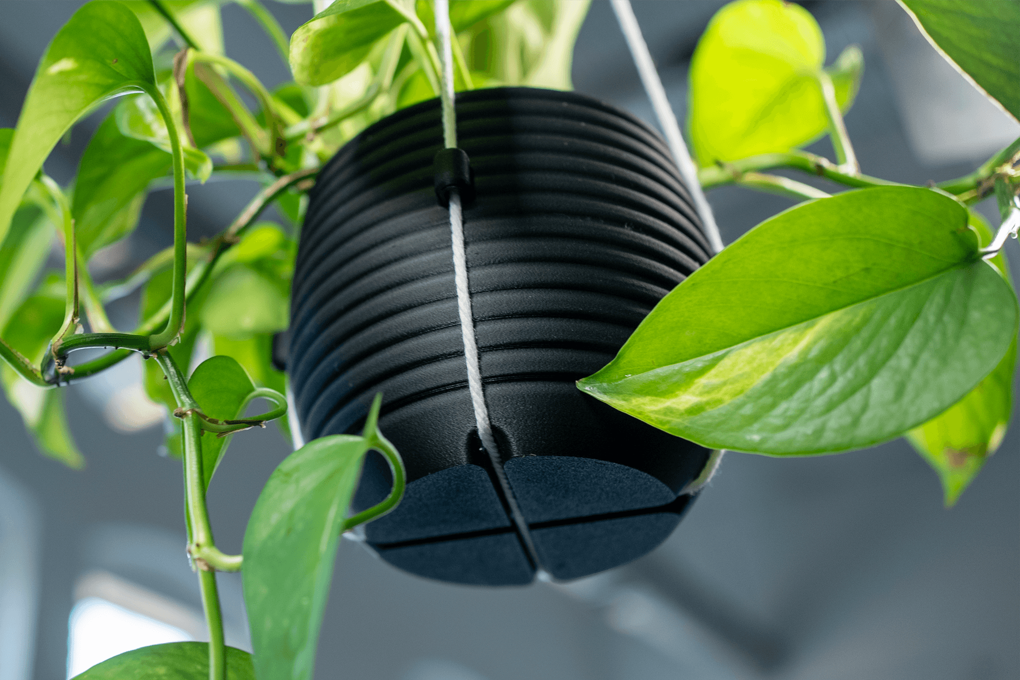 Hanging Planter - The Hive 3d model