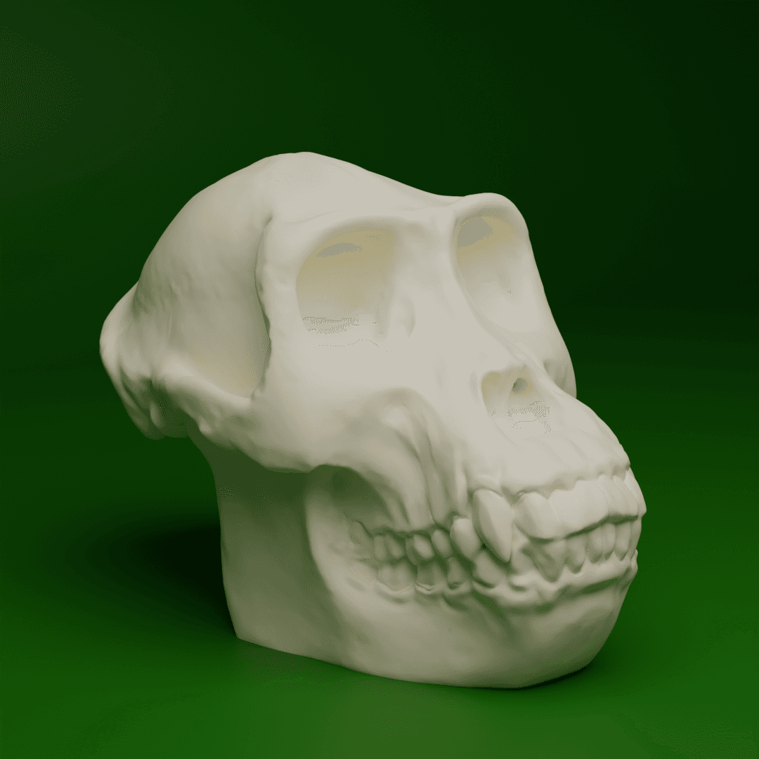 Gorilla Skull (MysticMesh3D) 3d model