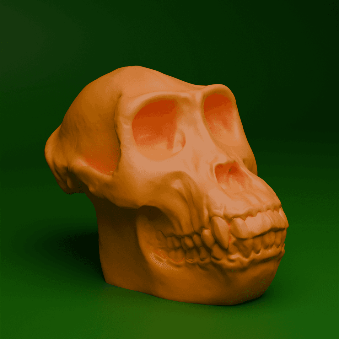 Gorilla Skull (MysticMesh3D) 3d model