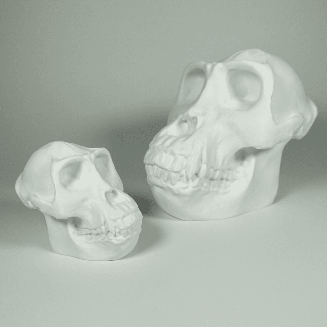 Gorilla Skull (MysticMesh3D) 3d model