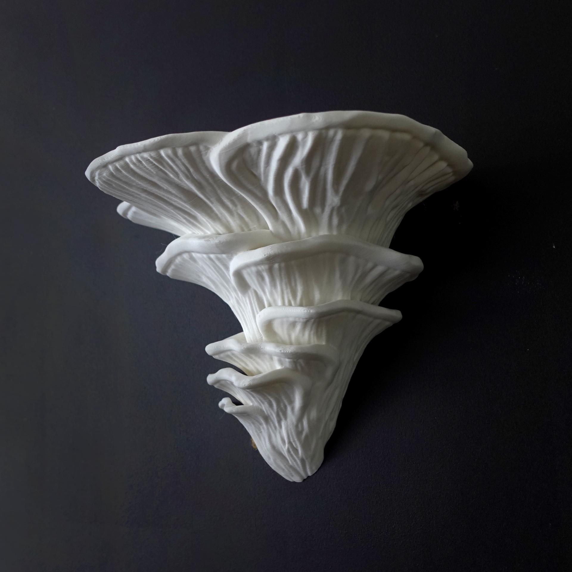 Wall shelf “Djamor Fungus” by gazzaladra 3d model