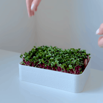 Microgreens hydroponic tray 3d model