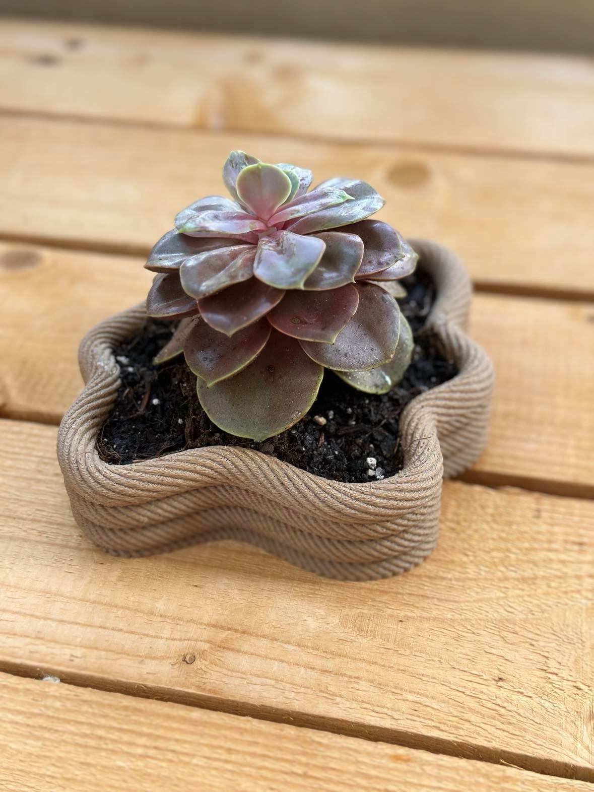 Rope succulent planter bowl 3d model