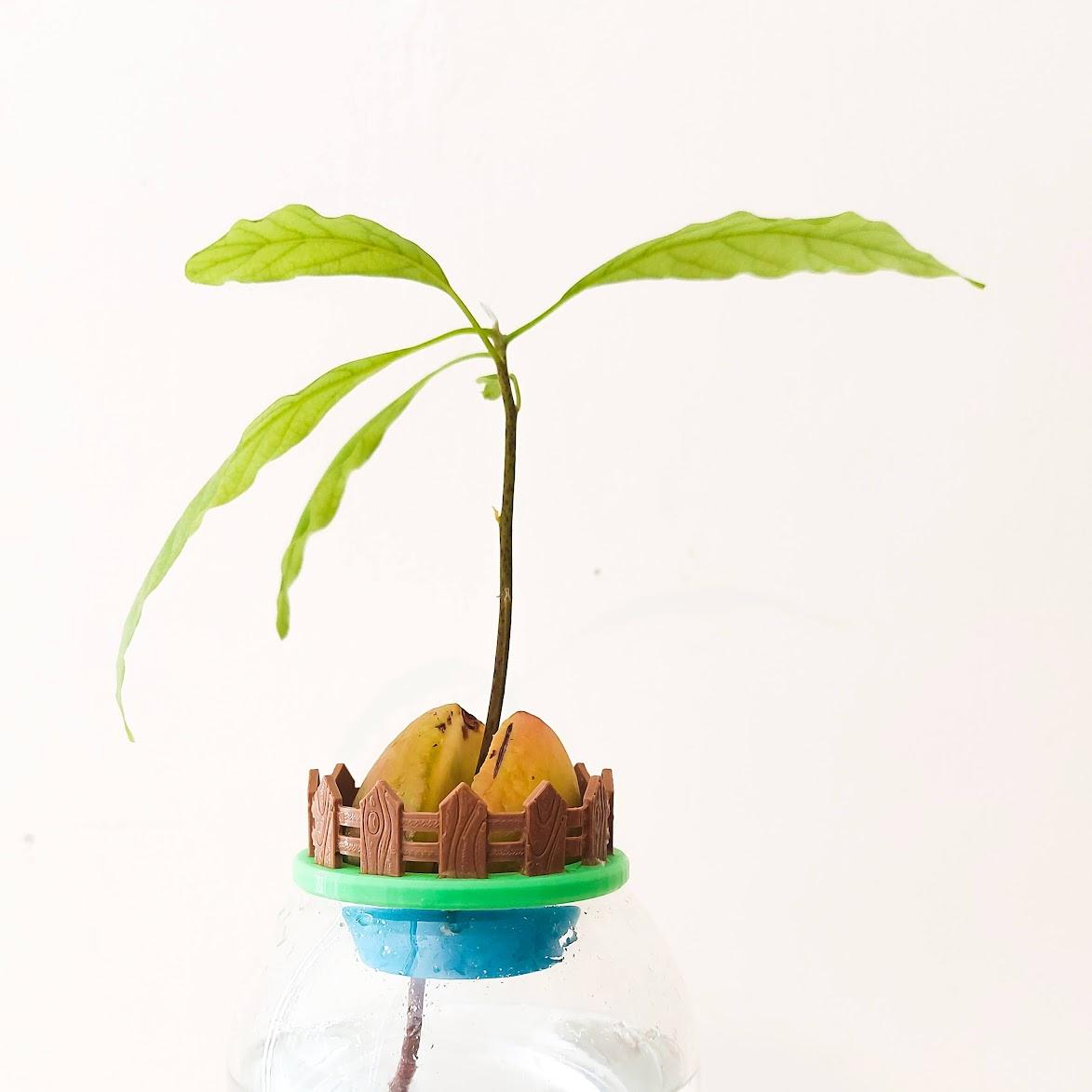 Mini Avocado Garden 3d model