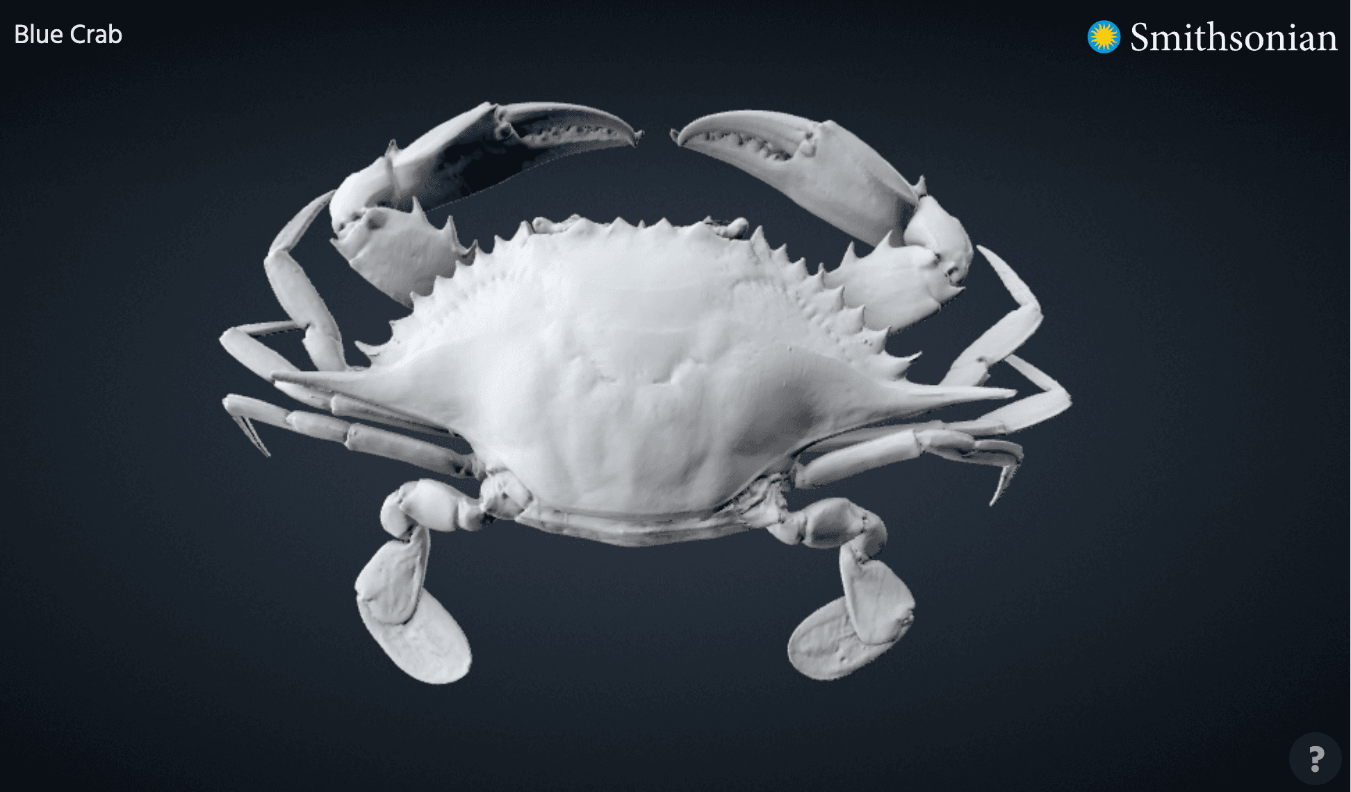 Realistic Blue Crab 3d model