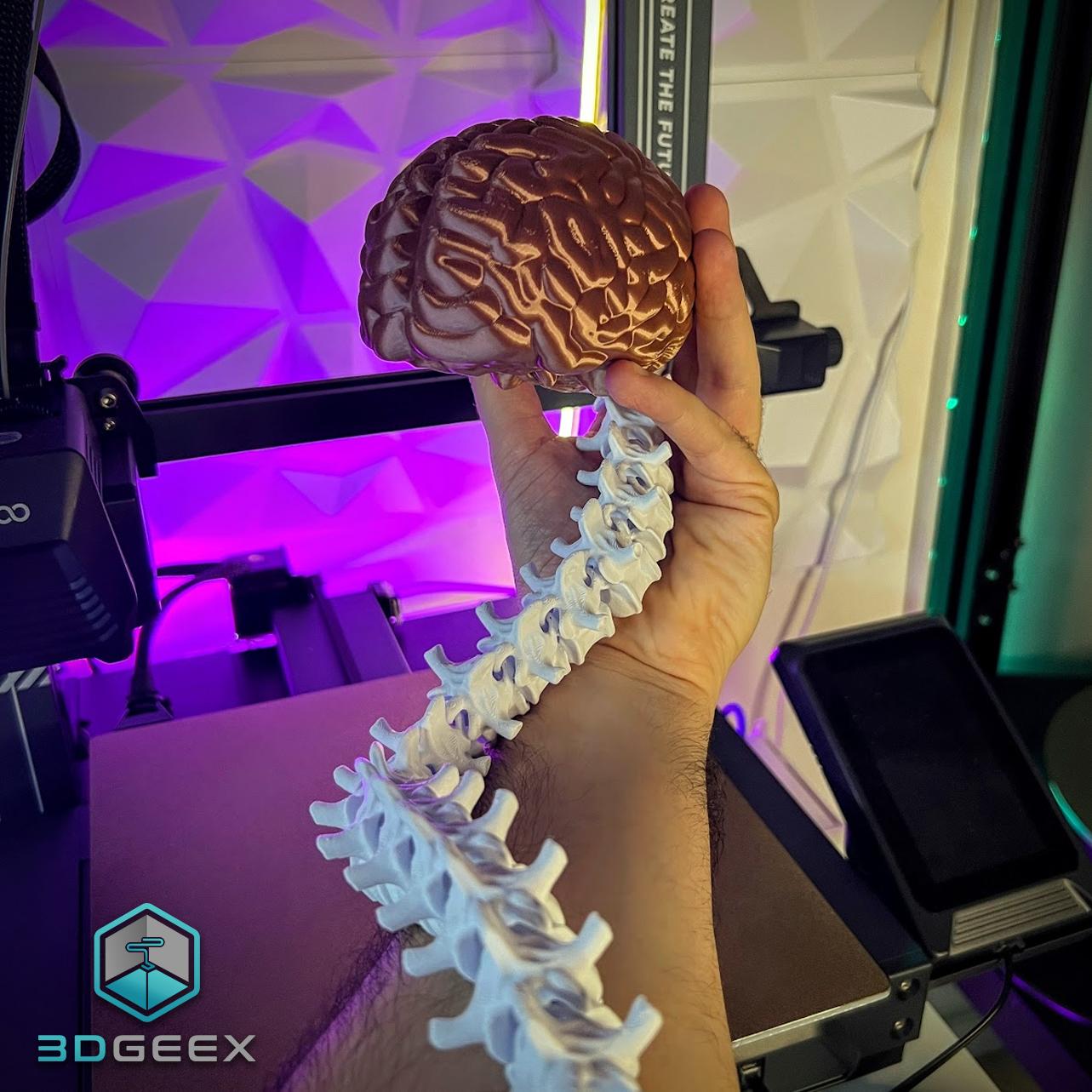 Articulated Spine-Brain 3d model