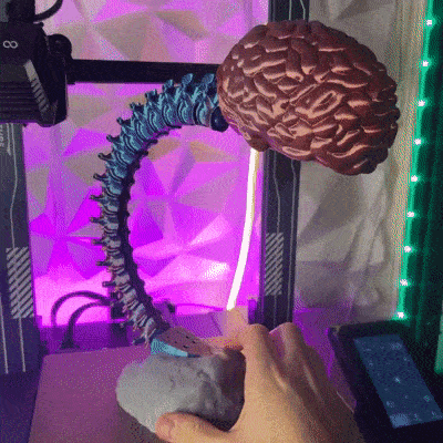 Articulated Spine-Brain 3d model