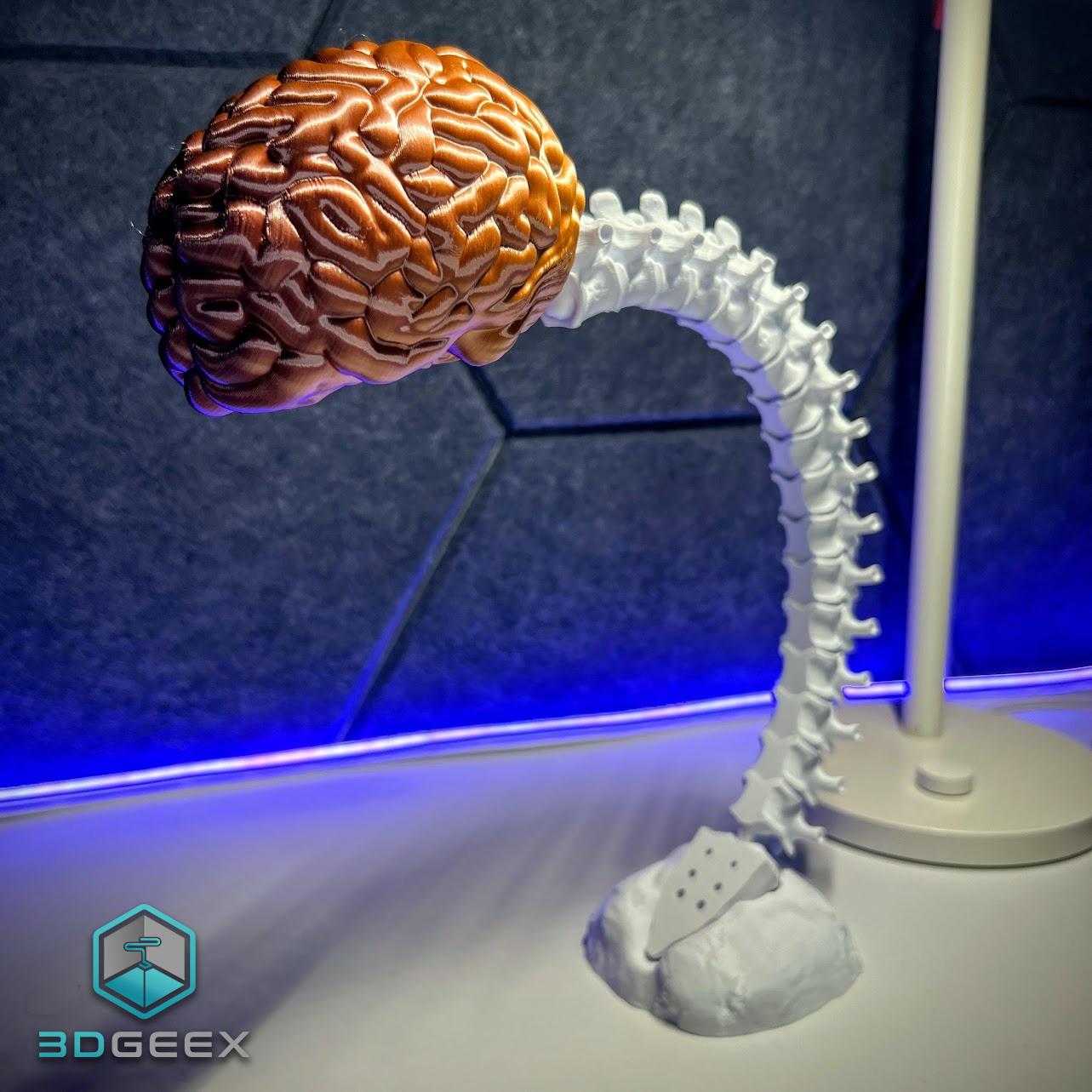 Articulated Spine-Brain 3d model