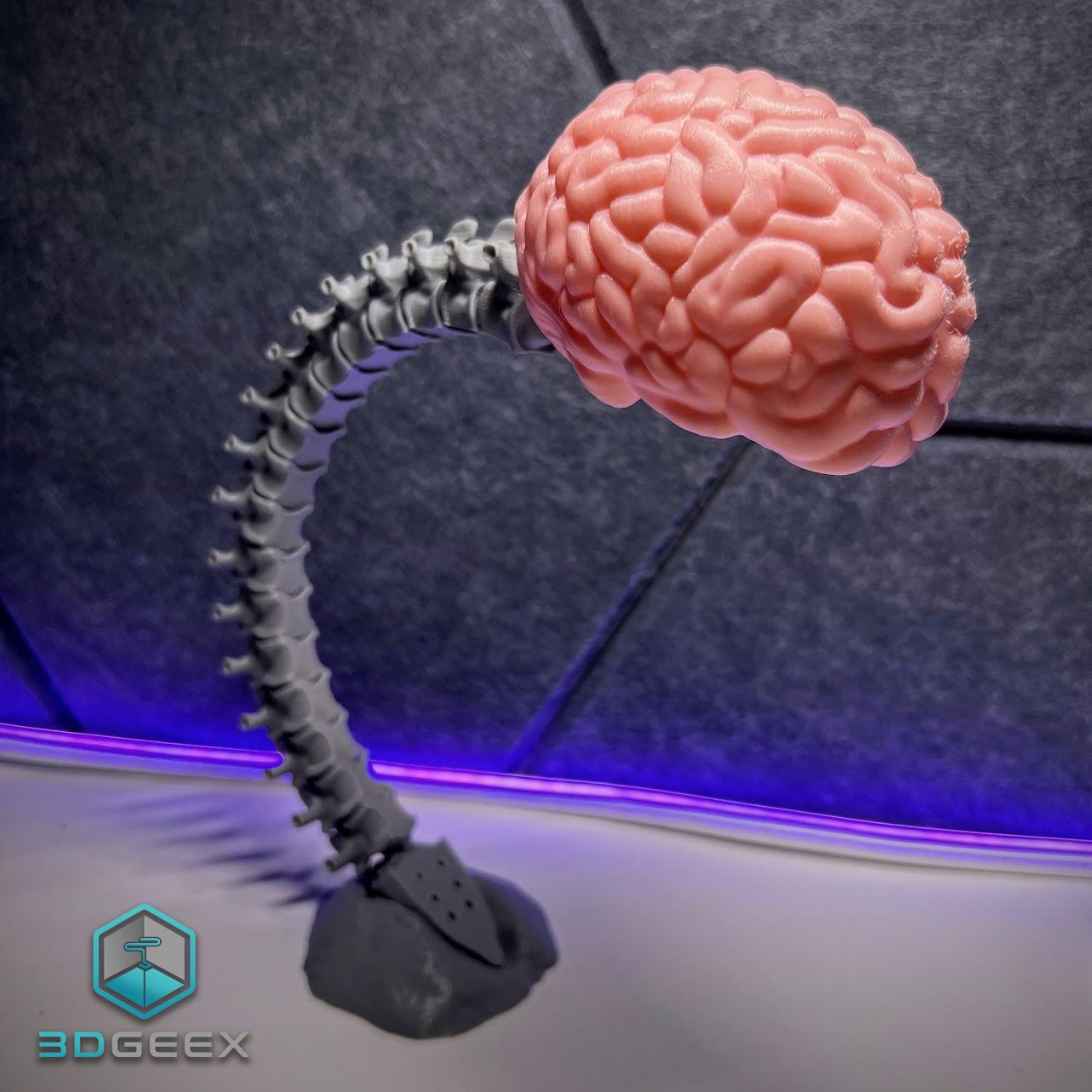 Articulated Spine-Brain 3d model