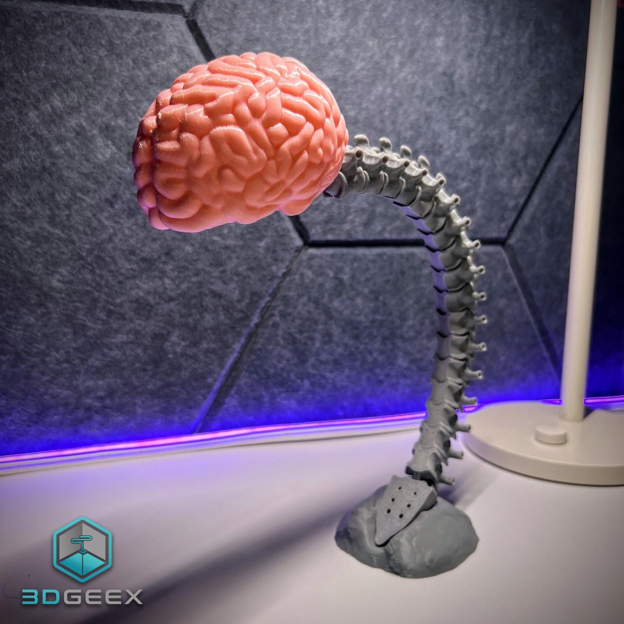 Articulated Spine-Brain 3d model