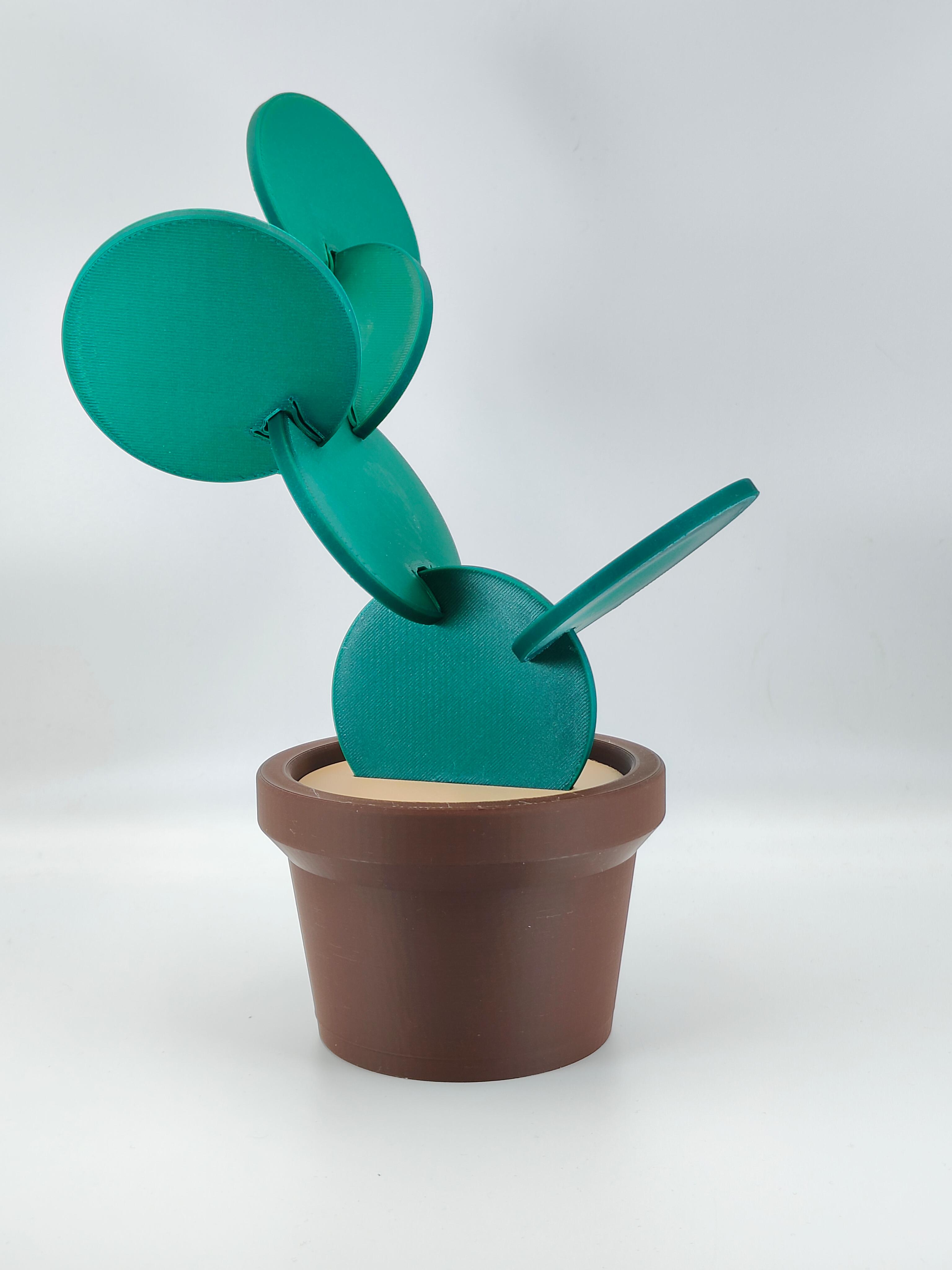 Cactus Coasters Set 🌵 3d model