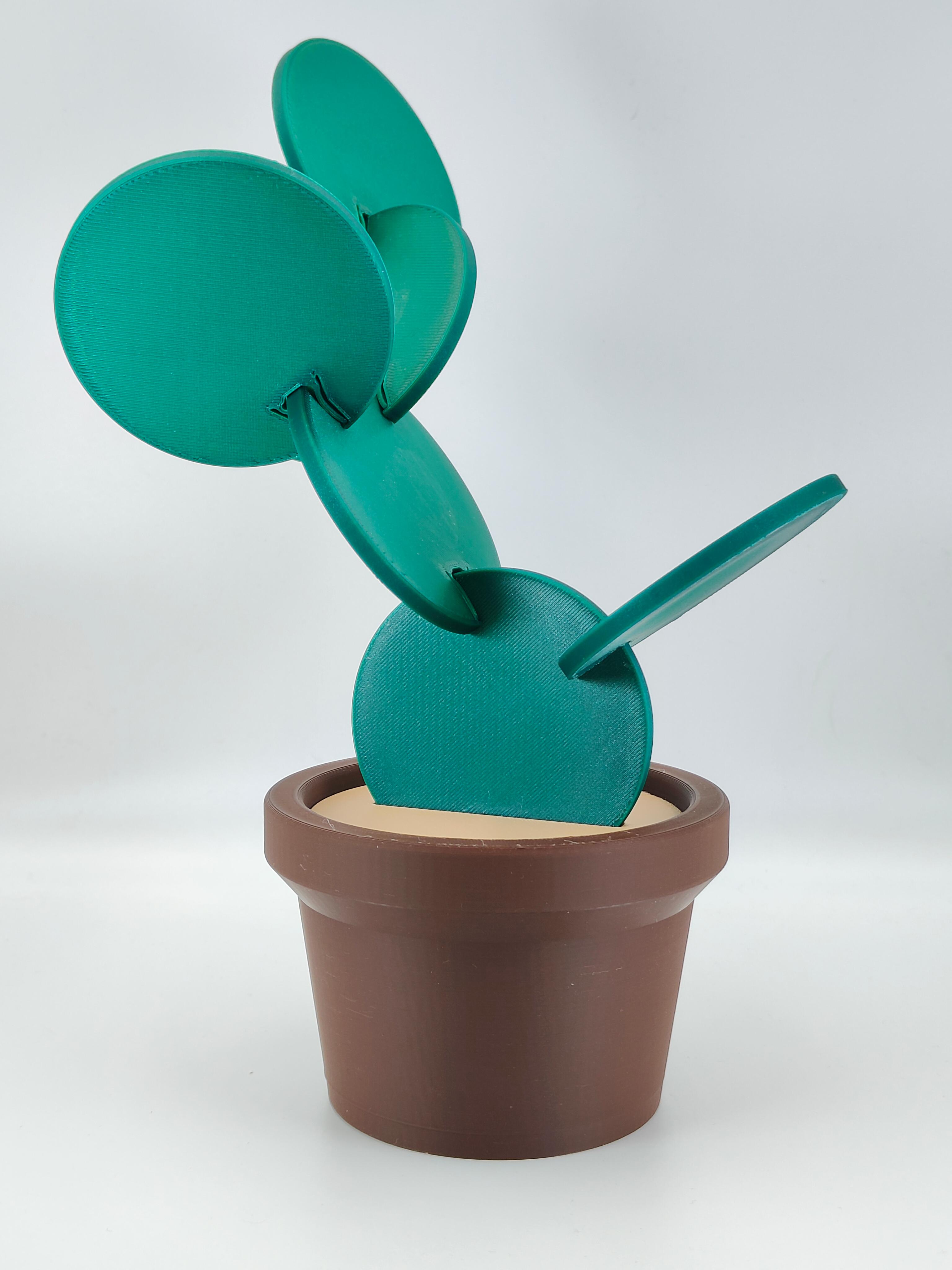 Cactus Coasters Set 🌵 3d model
